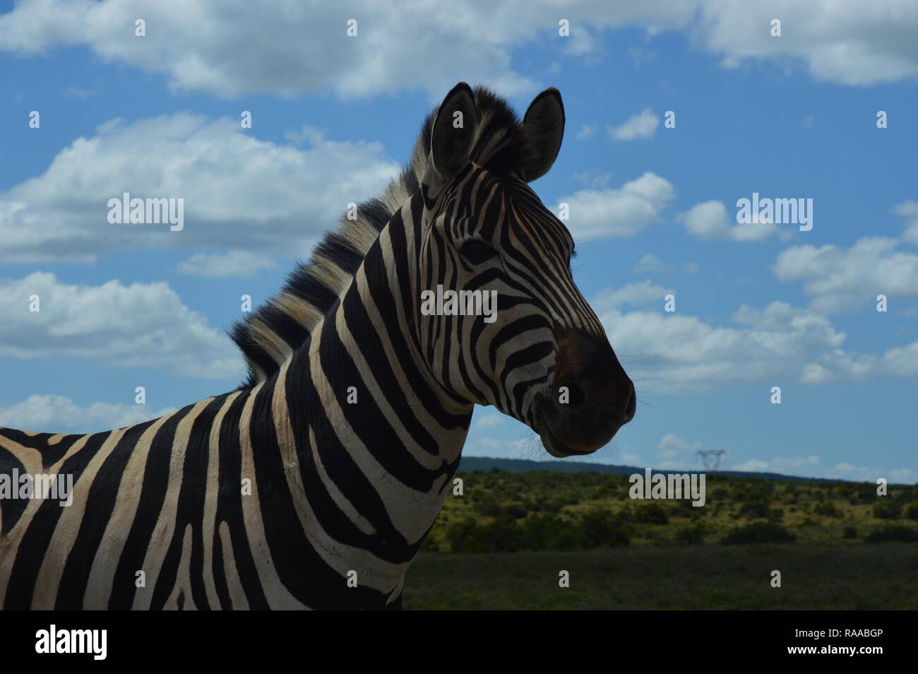 Zebra in South Africa Stock Photo