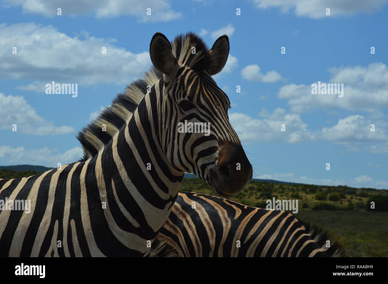 Zebra in South Africa Stock Photo