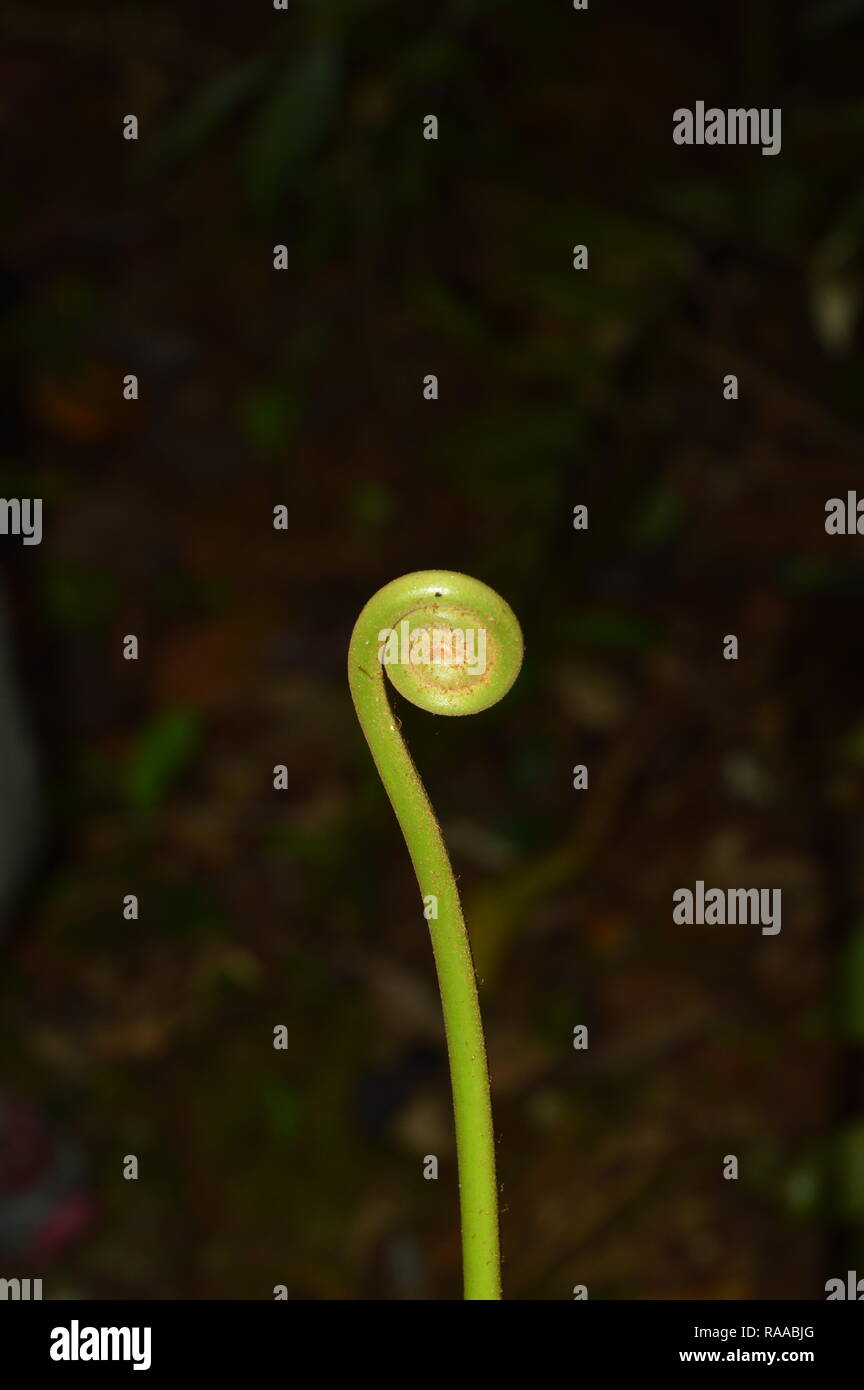 A sprouting fern Stock Photo