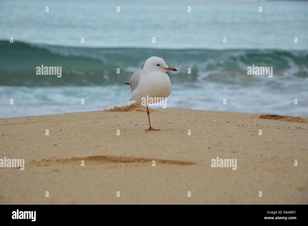 One legged seagull Stock Photo