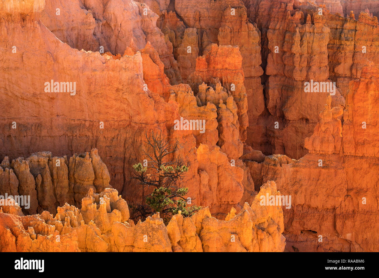 Bryce Canyon National Park, Utah, USA. View over the Bryce Amphitheatre from the Rim Trail, showing Hoodoo rock formations and single Pine tree. Stock Photo