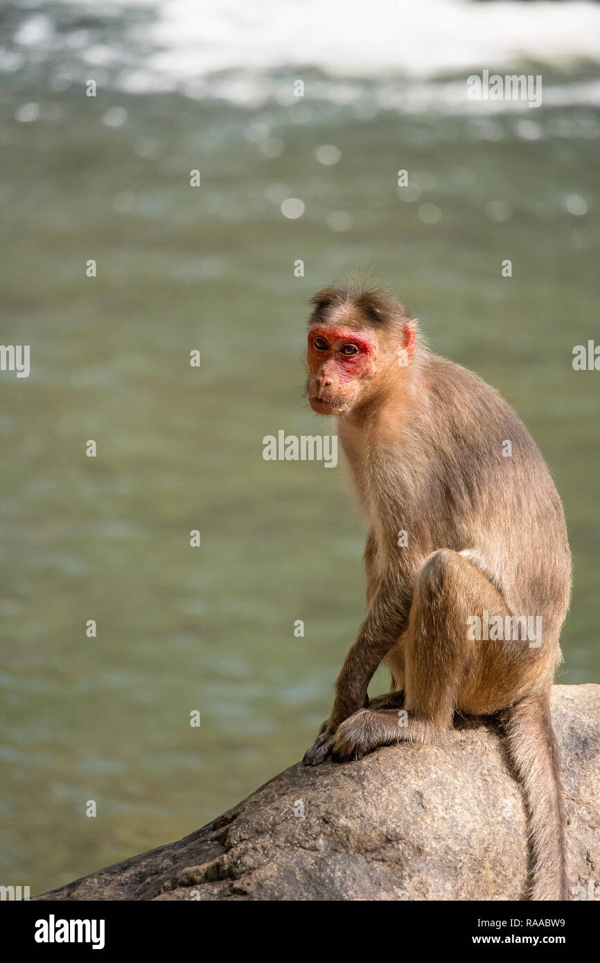 A lone red faced infant Macaque (Macaca fuscata  monkey sits alone on a large rock in front of a pool of water. Stock Photo