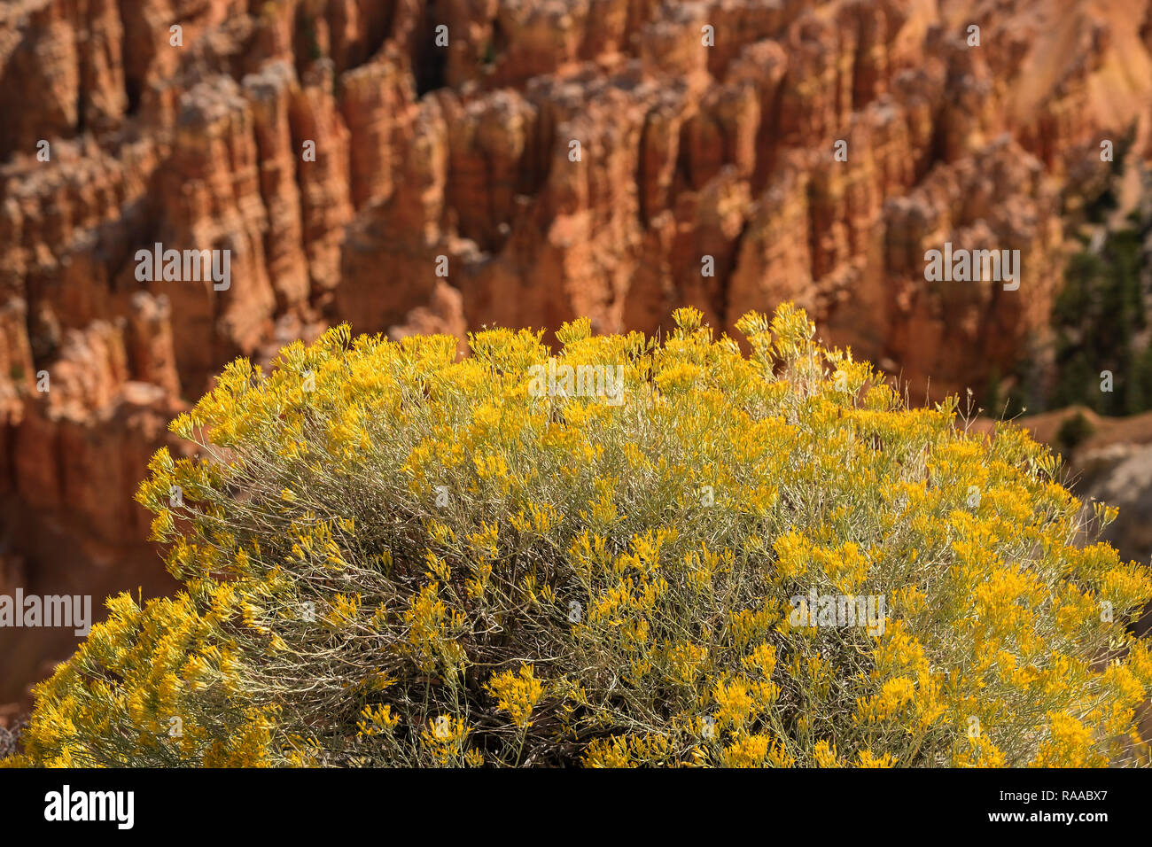 Ericameria nauseosa, syn. Chrysothamnus nauseosus - Rubber Rabbitbrush, a native North American shrub, in Bryce Canyon National Park, Utah, USA Stock Photo