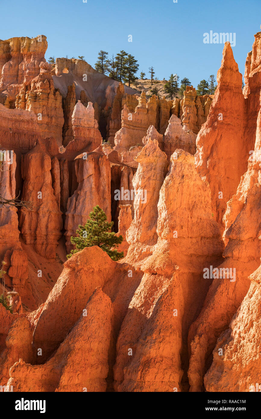 Hoodoo rock formations and Pinus flexilis - Limber Pine tree in sedimentary limestone on the Queens Garden Trail at Bryce Canyon National Park, Utah,  Stock Photo
