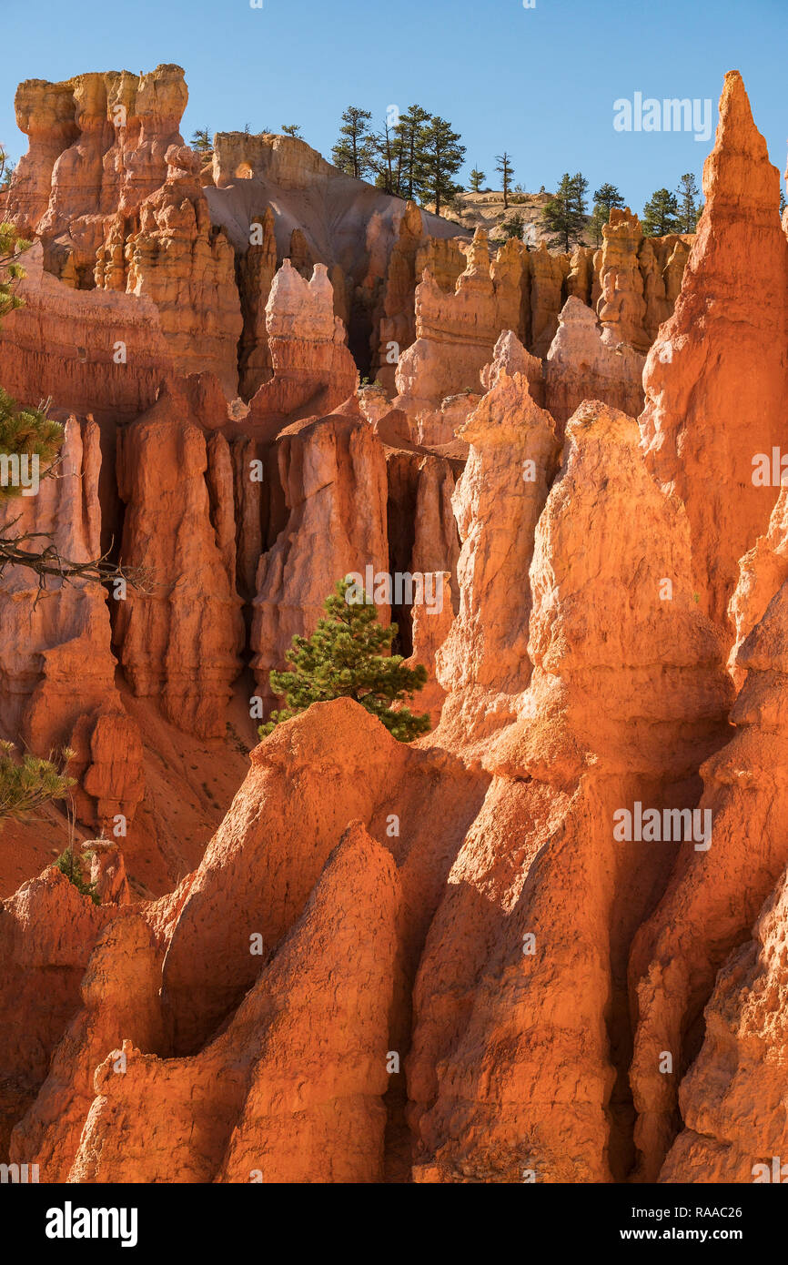 Hoodoo rock formations and Pinus flexilis - Limber Pine tree in sedimentary limestone on the Queens Garden Trail at Bryce Canyon National Park, Utah,  Stock Photo