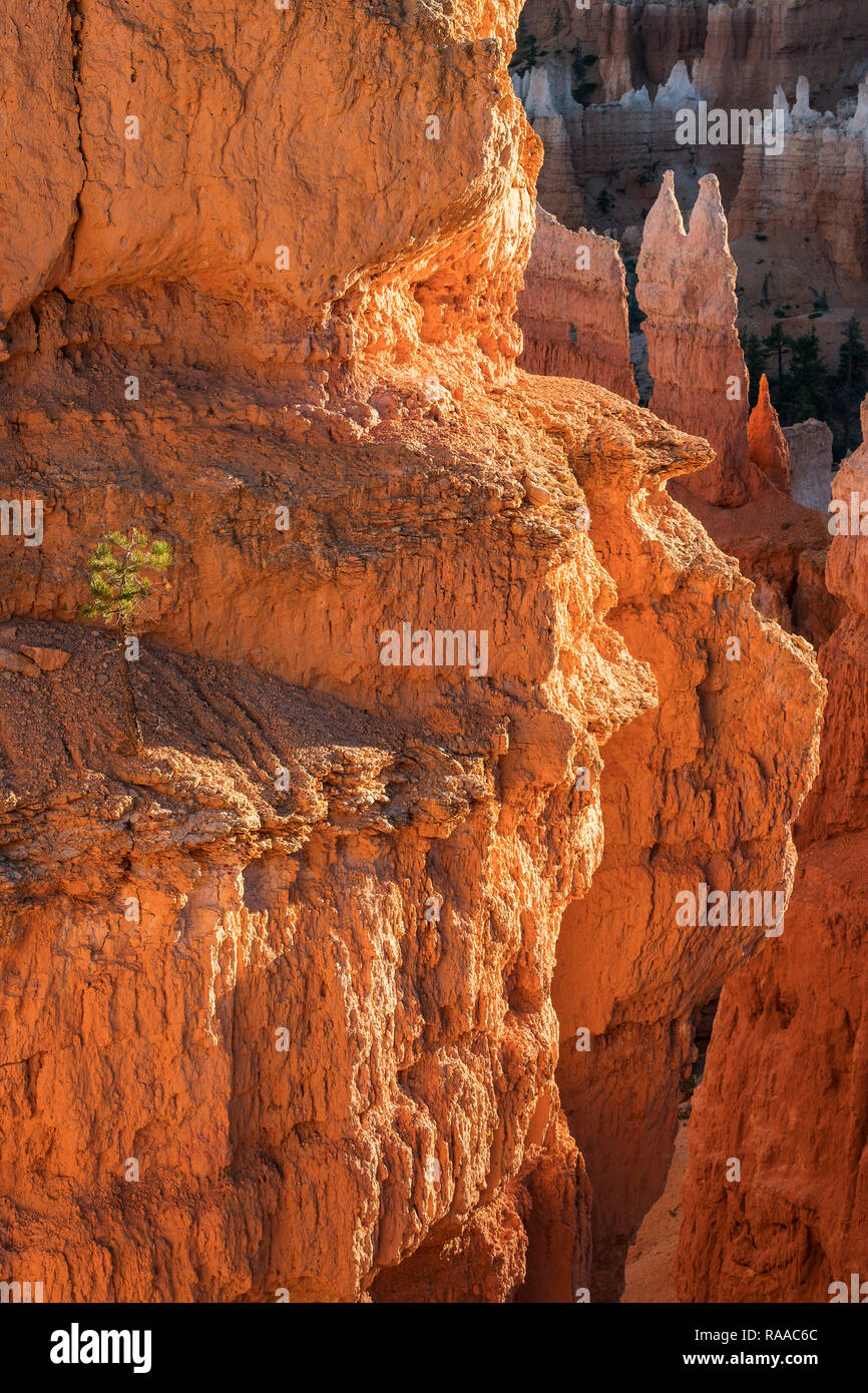 Bryce Canyon National Park, Utah, USA. Spectacular Hoodoo rock formations and a single Limber Pine tree - Pinus flexilis - on the Queens Garden Trail. Stock Photo