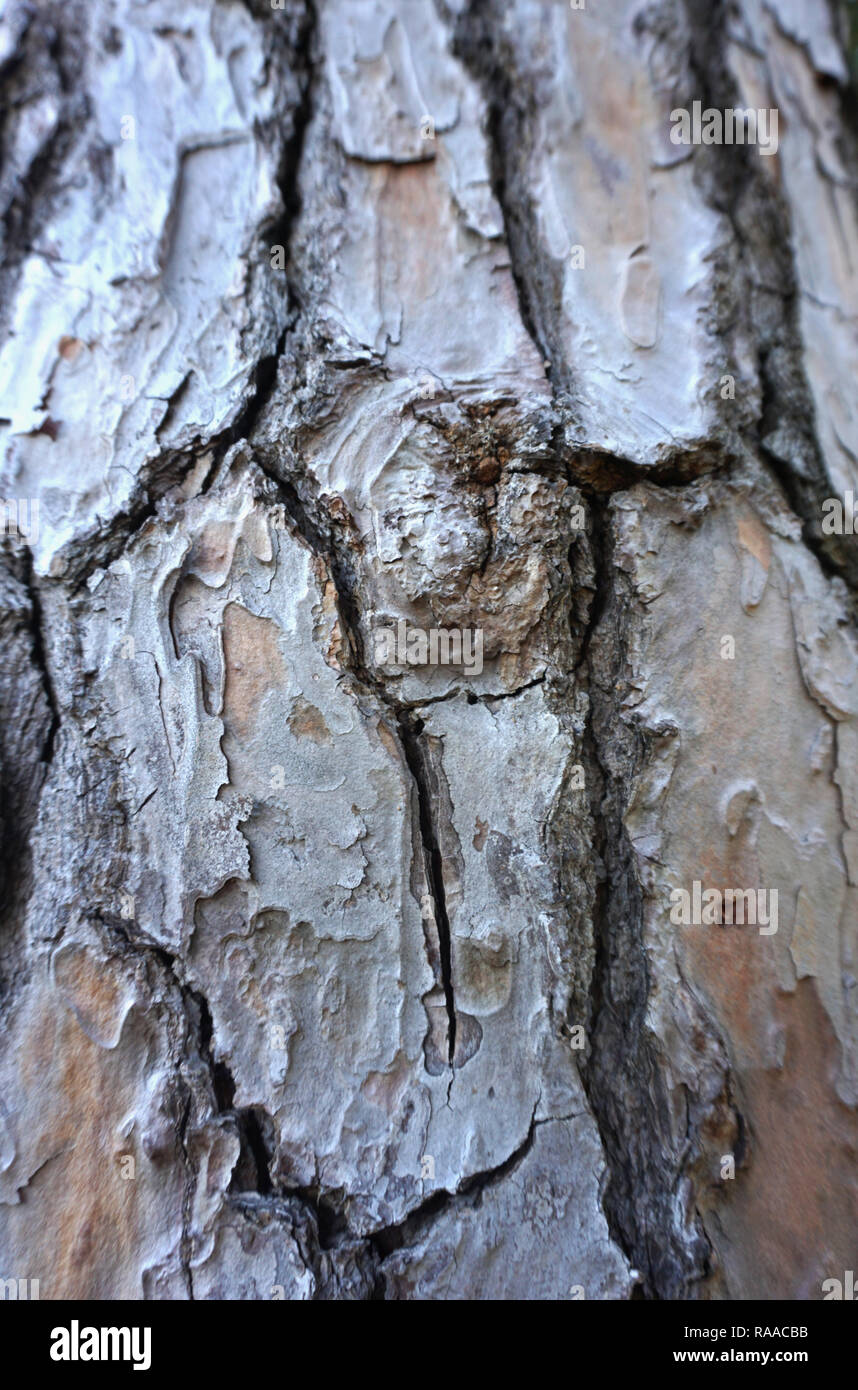 20+ Man With Tree Bark Skin Images Richard J. Whaley