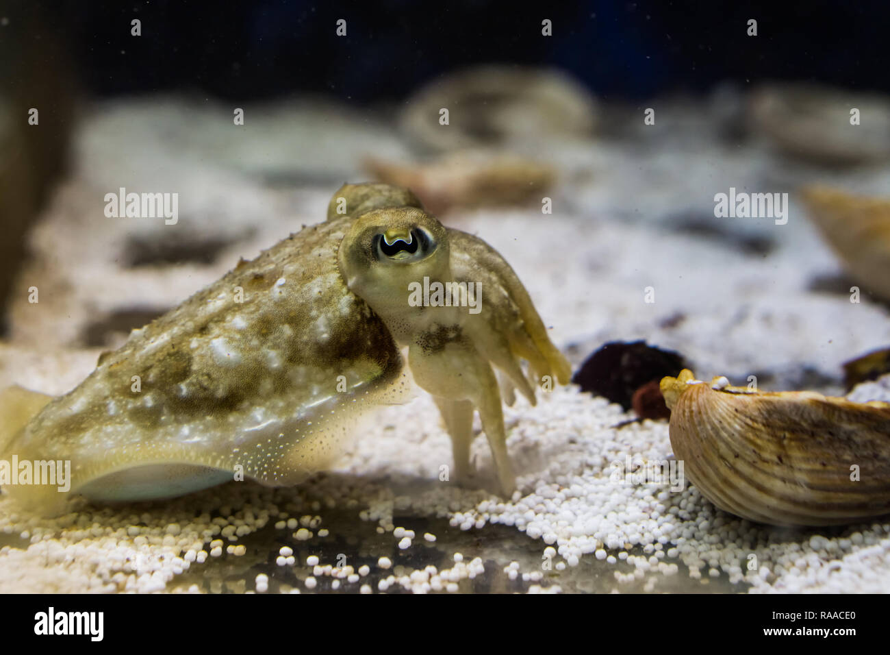 closeup of a cuttle fish, funny pet for the aquarium Stock Photo