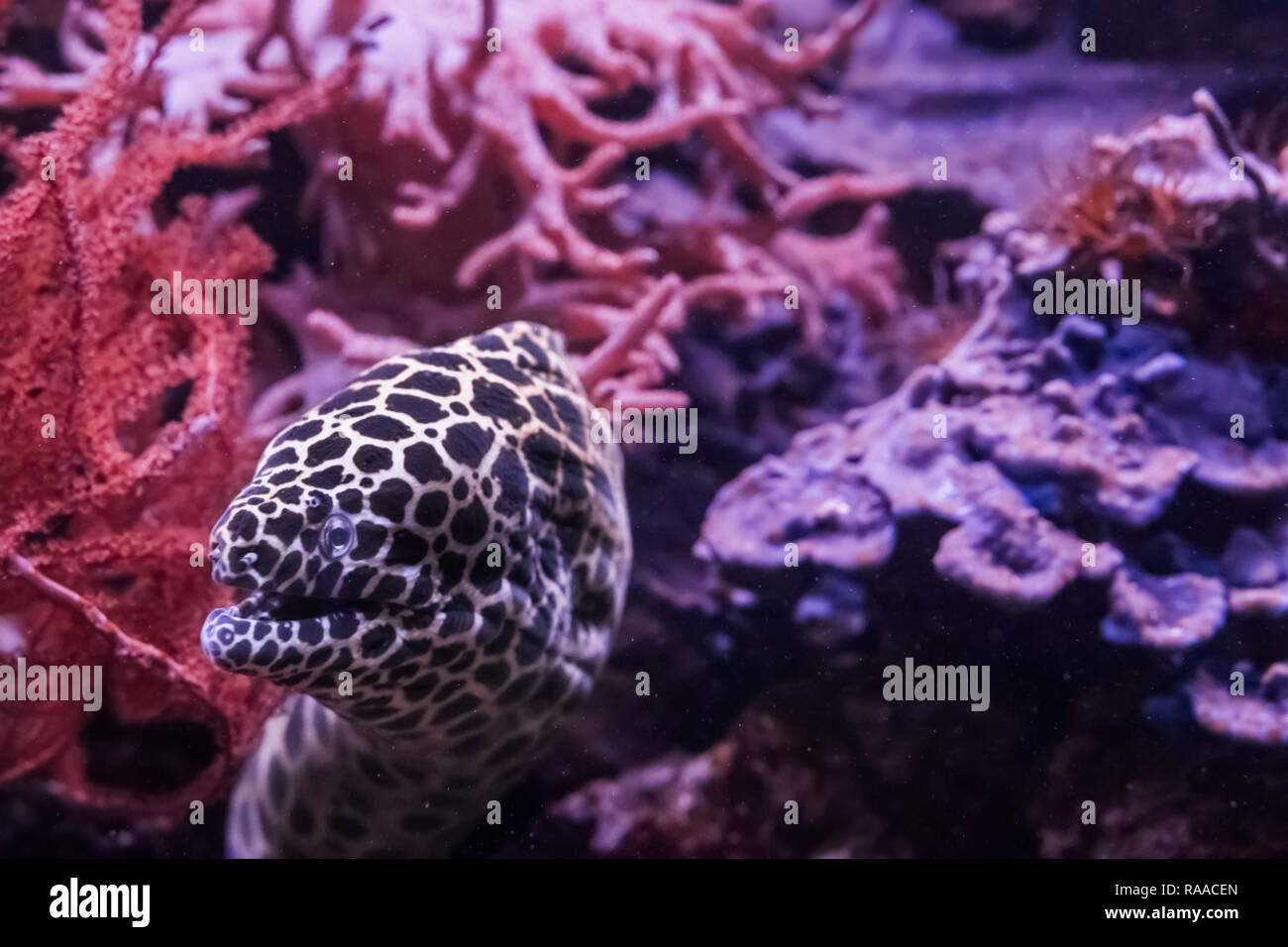 funny honeycomb moray eel sneaking out of its hideout, a tropical fish from the pacific ocean Stock Photo