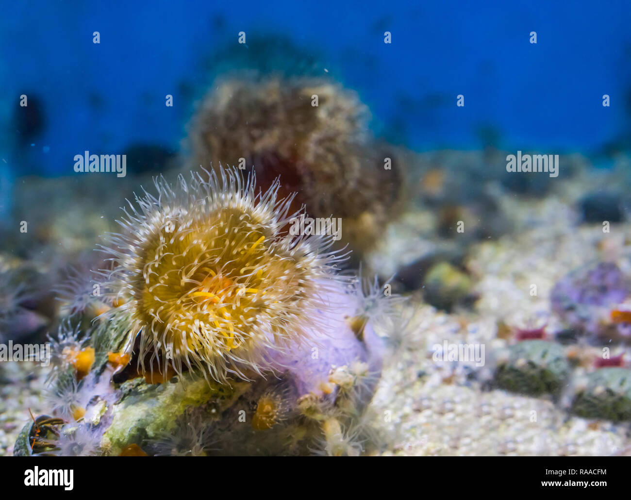 closeup of a plumose sea anemone with yellow and white colors, marine life background Stock Photo