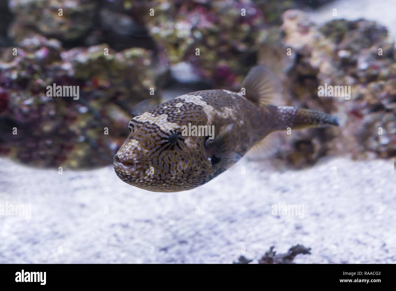 juvenile map puffer fish swimming in the water, tropical balloon fish from the Indian ocean Stock Photo