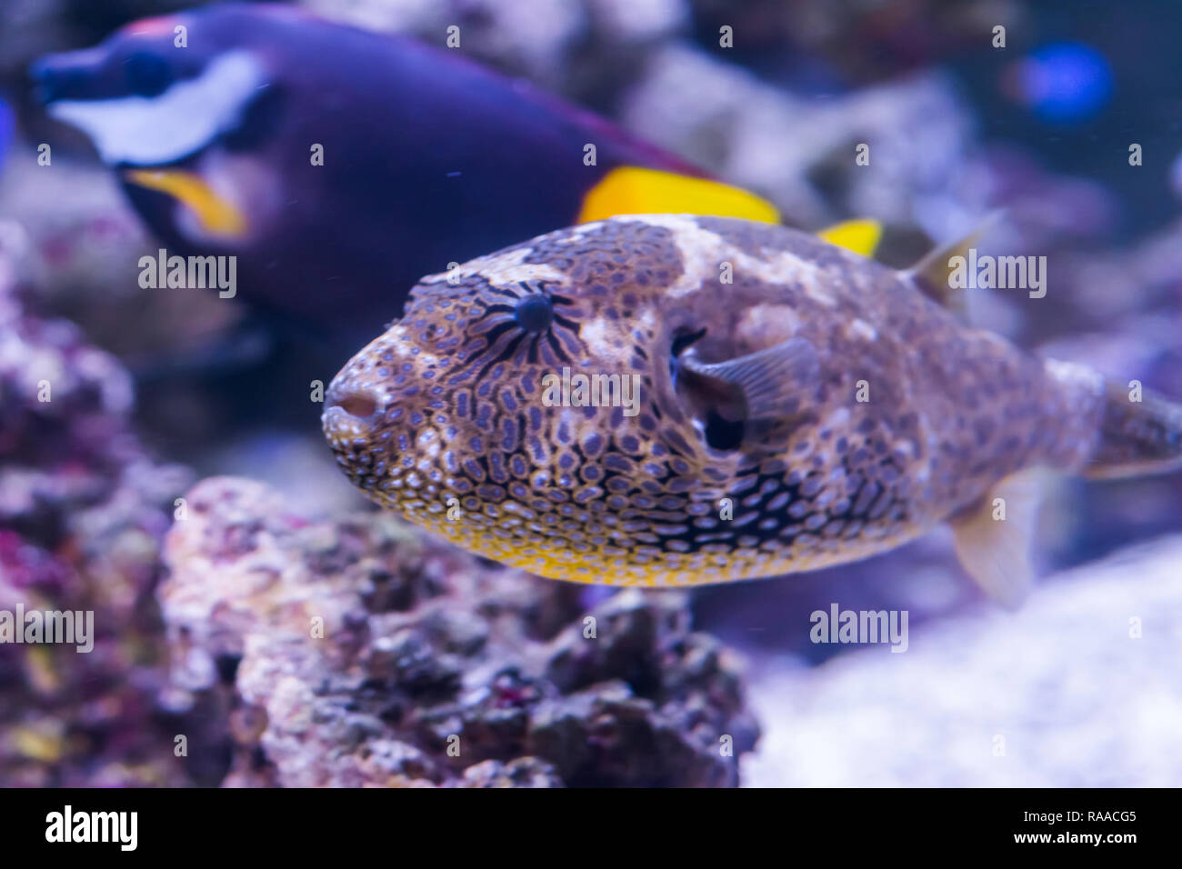 closeup of a juvenile map puffer fish in the aquarium, tropical fish from the indian ocean Stock Photo