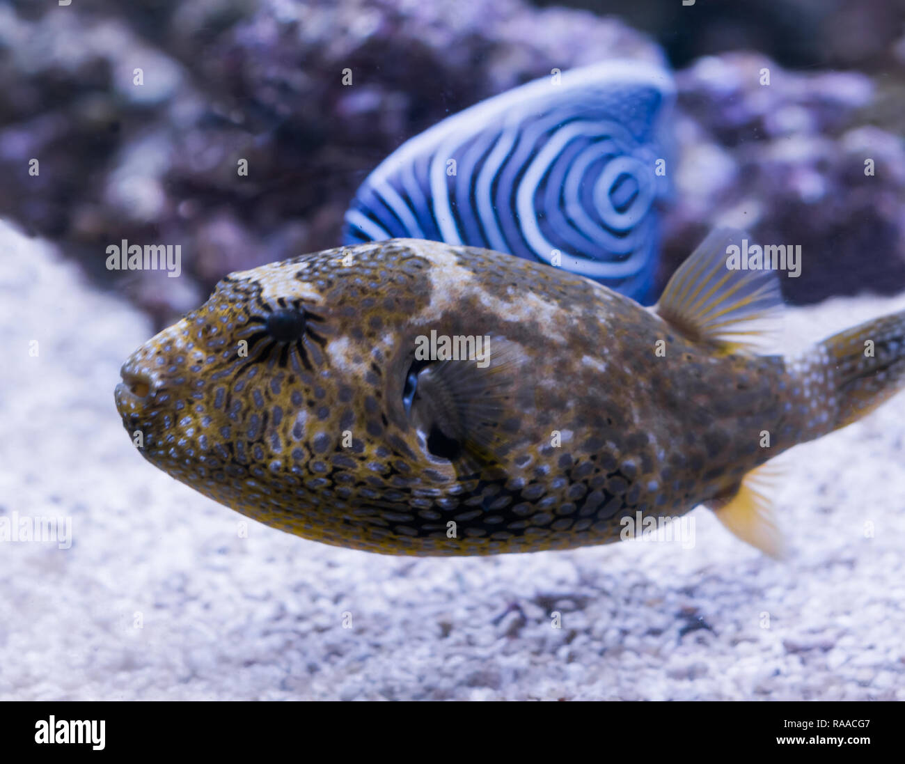 juvenile map puffer fish in closeup, a tropical aquarium pet from the indian ocean Stock Photo