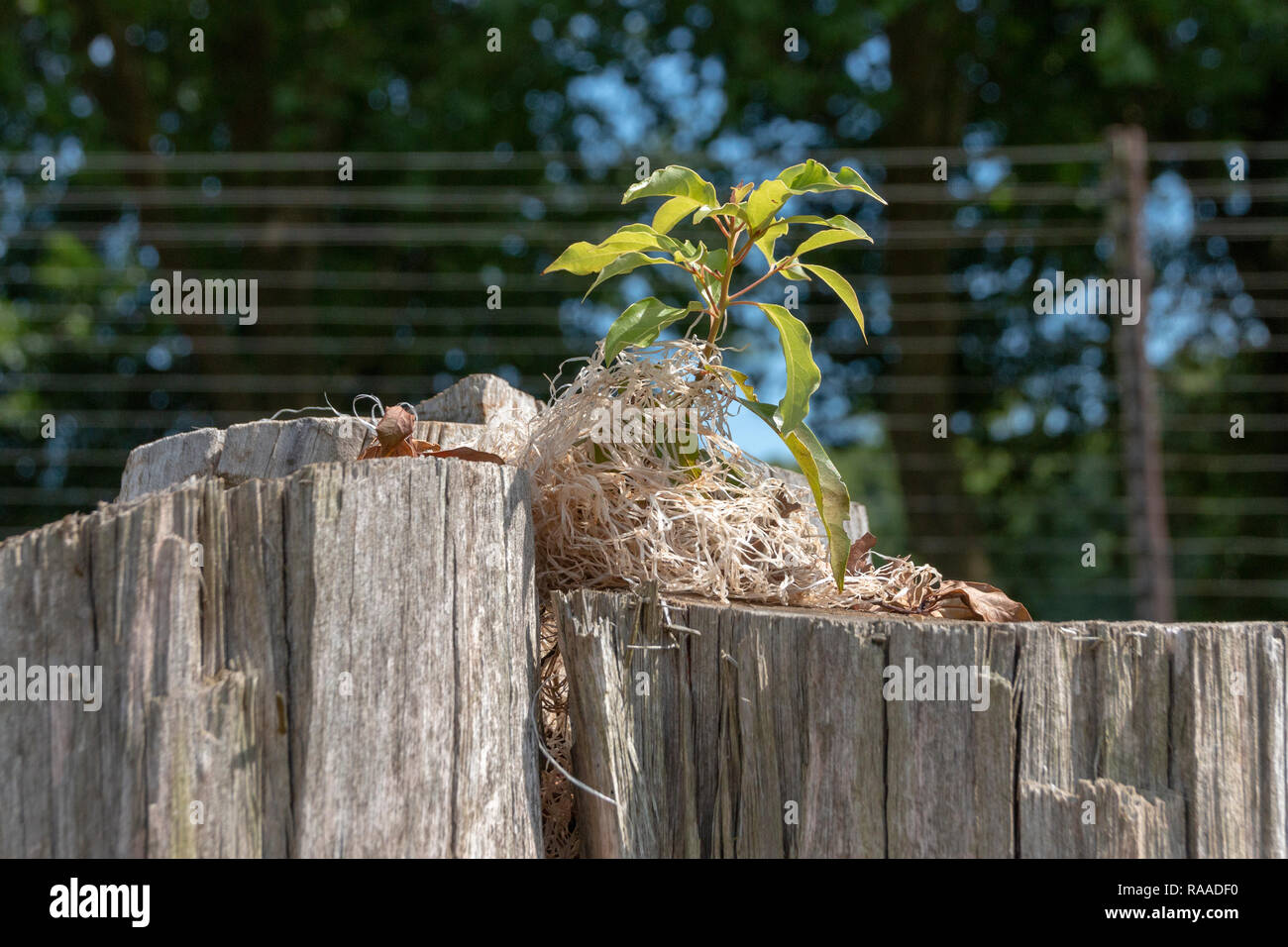 A Close Up View Of A Small Plant Or Weed Growing Out Of The Top Of A Tree Stump With Dried Grass Covering The Roots Stock Photo Alamy