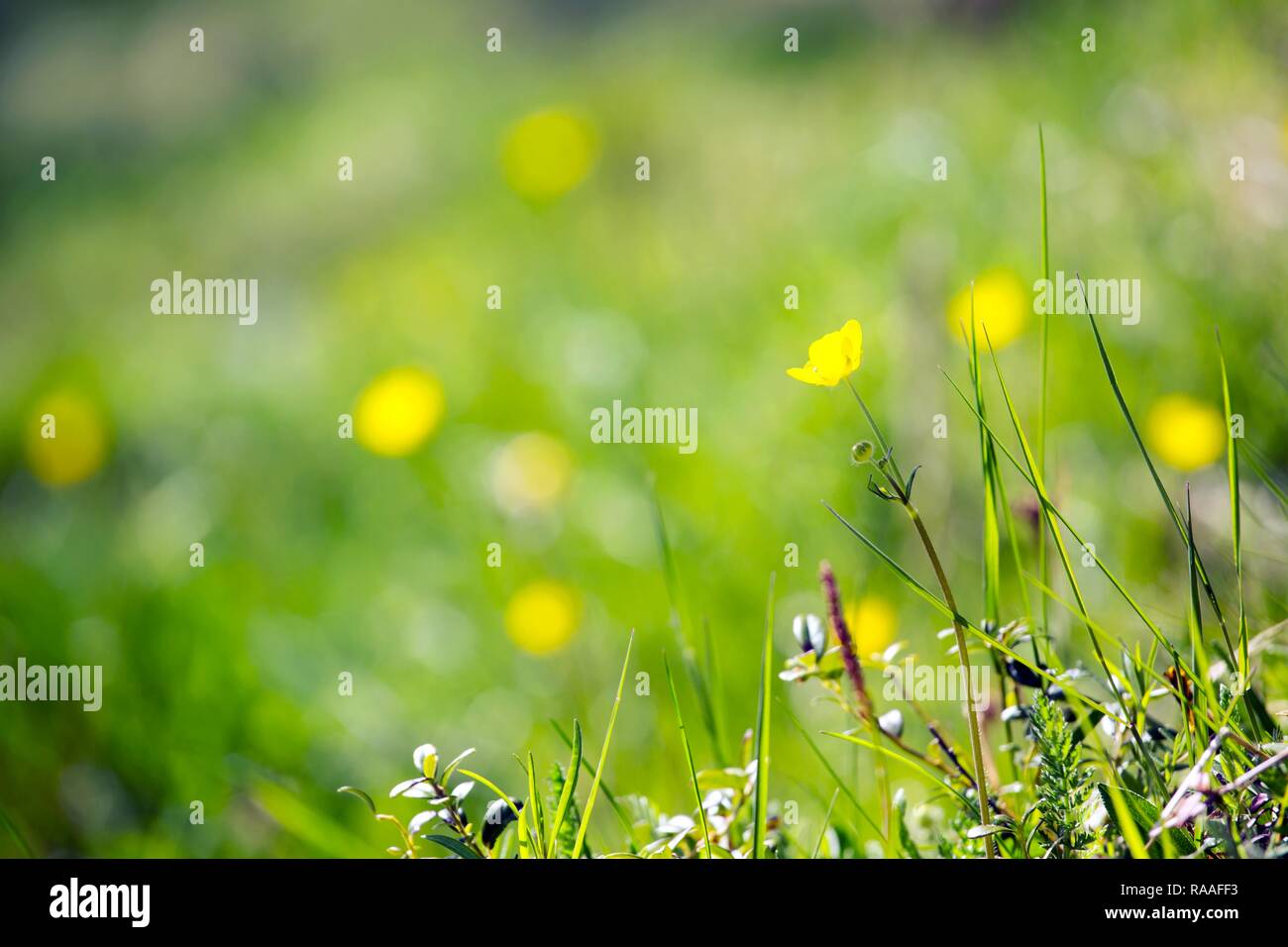 meadow with yellow flowers - lonely flower in the foreground Stock Photo