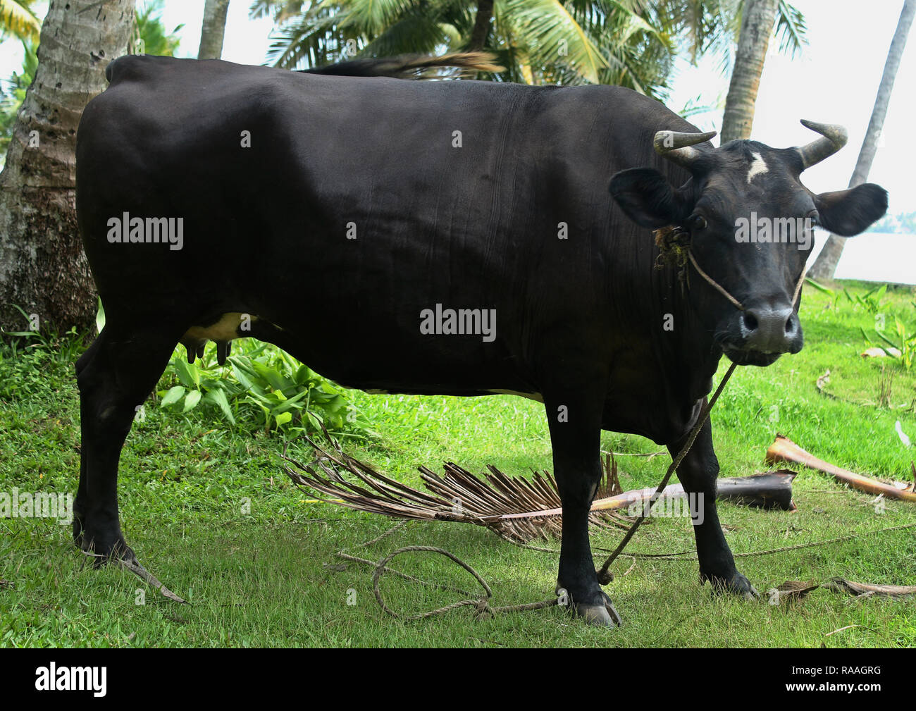 Indian black cow Stock Photo - Alamy