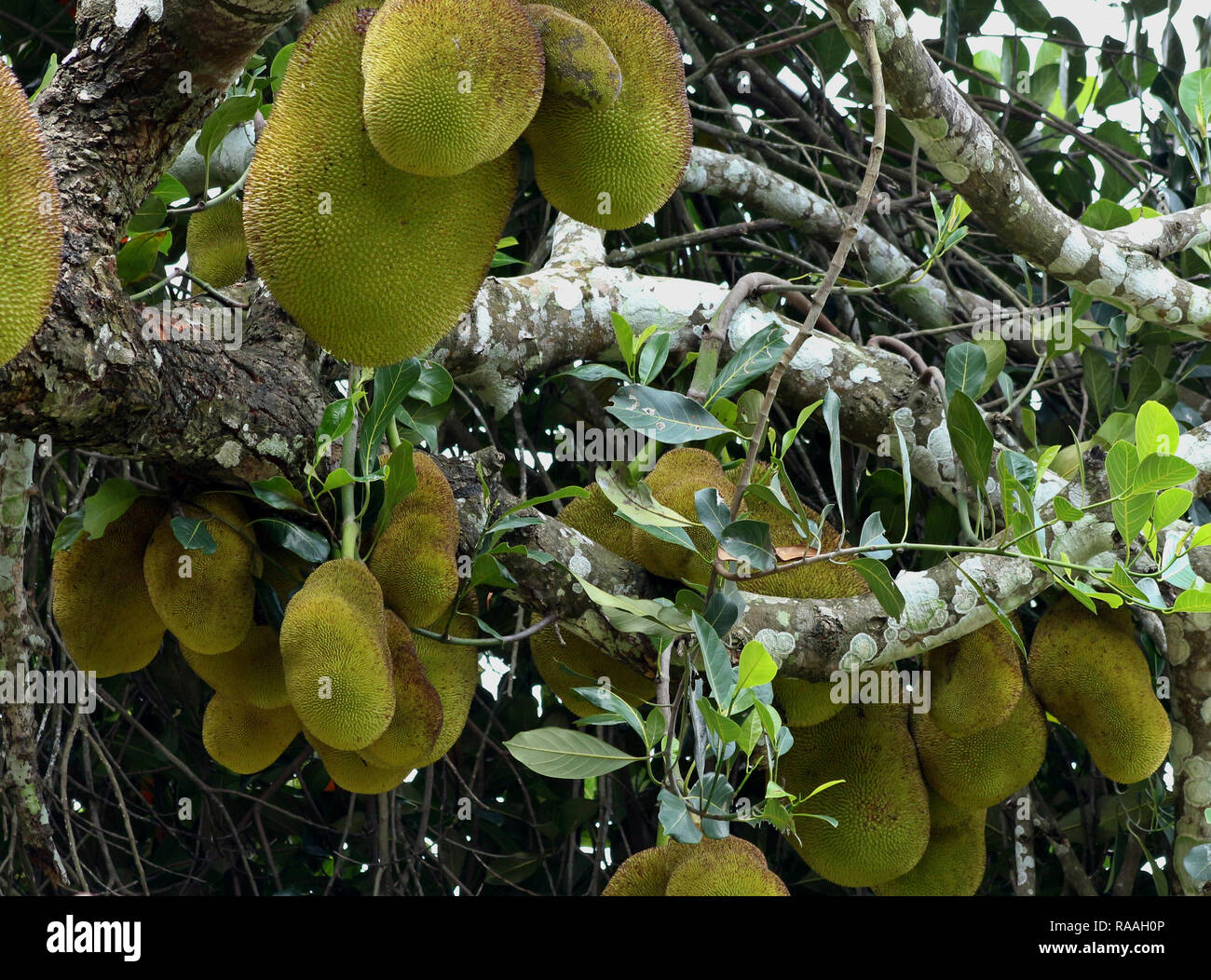 a group of jack fruit Stock Photo Alamy