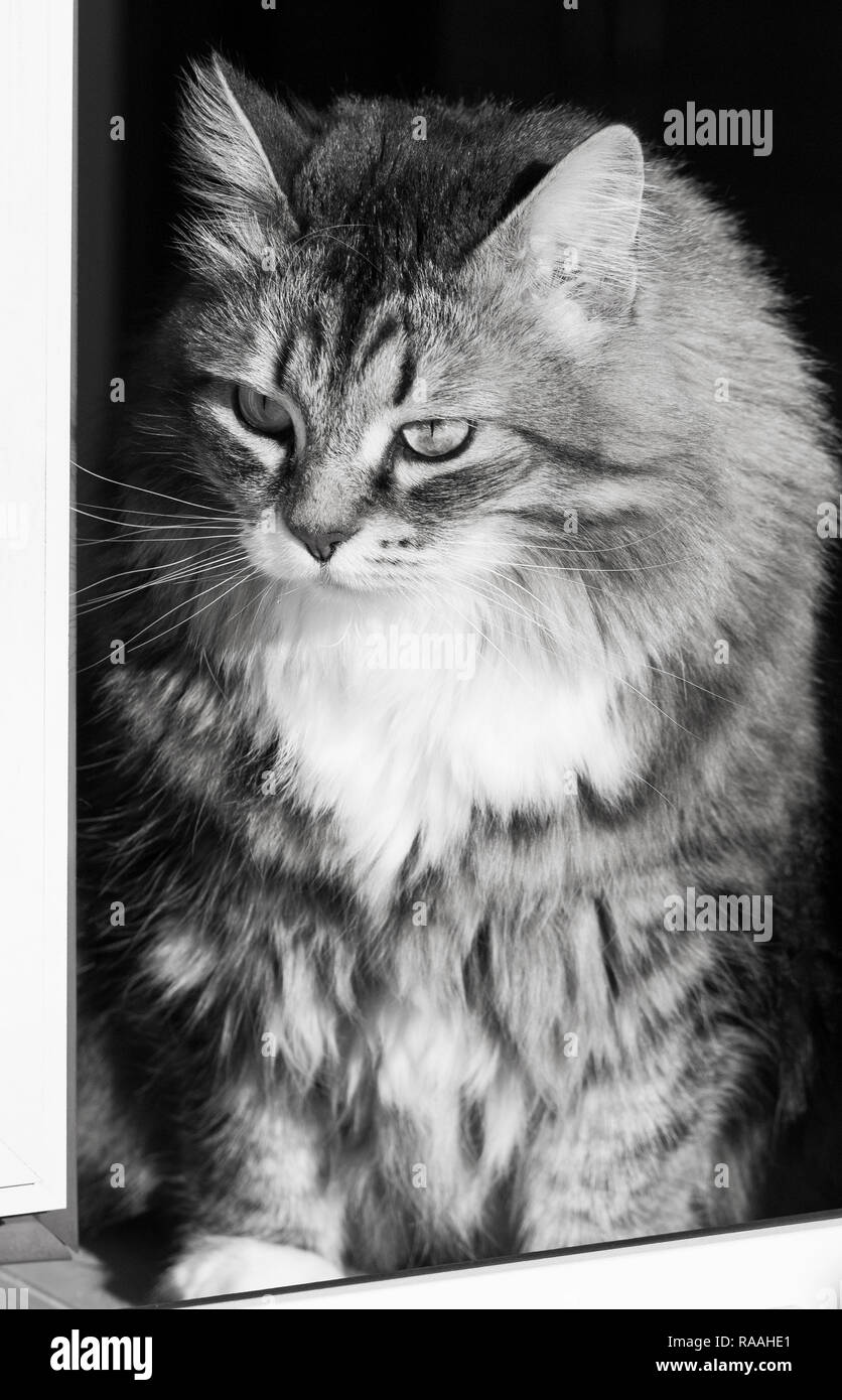 Siberian cat of livestock, hypoallergenic female kitten Stock Photo - Alamy
