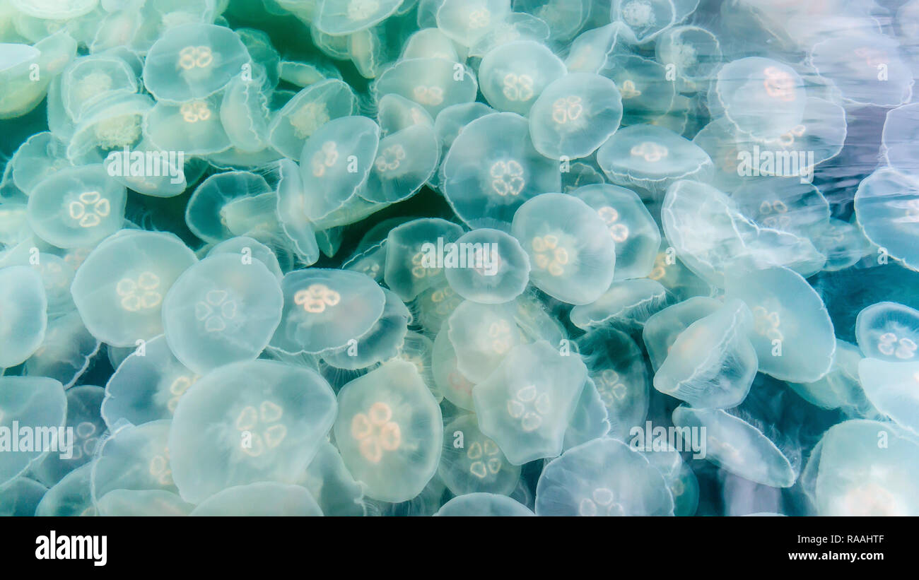 Blooming moon jellyfish, Aurelia aurita, Pond Island in Kelp Bay, Baranof Island, southeast Alaska, USA. Stock Photo