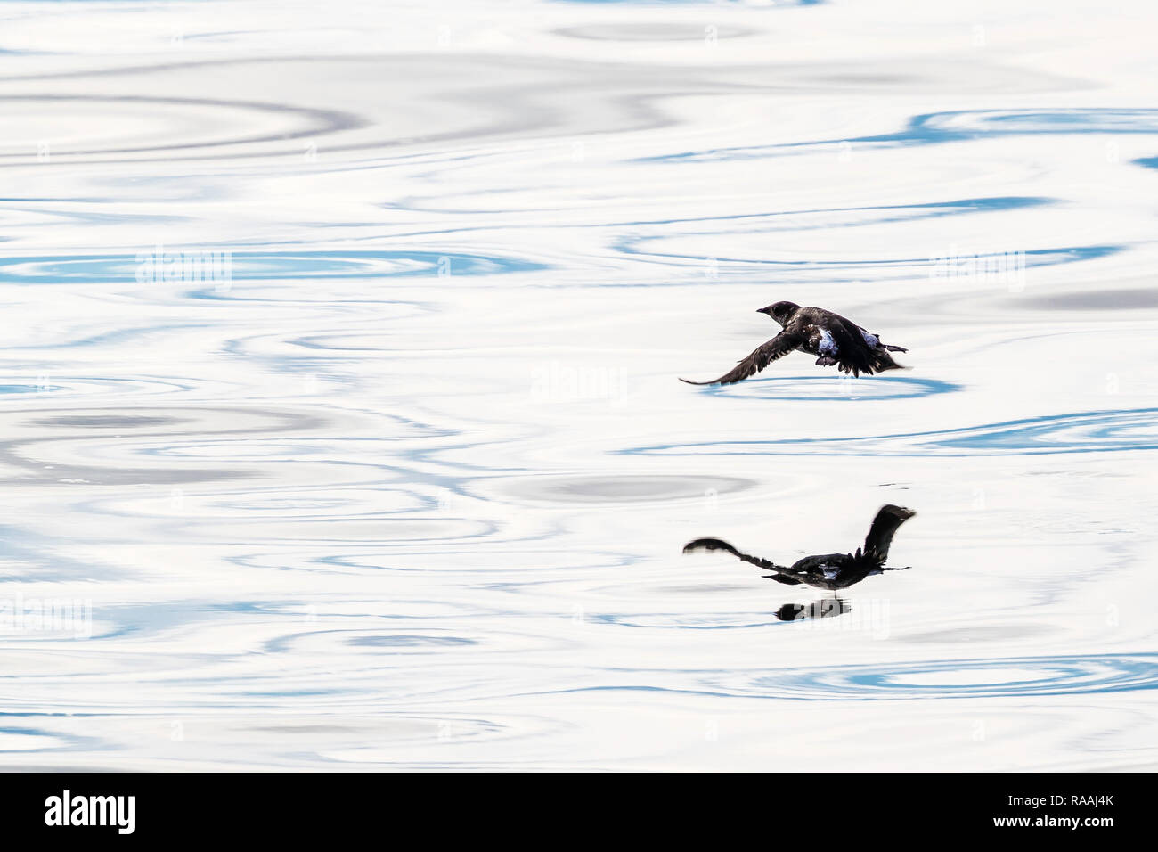 An adult marbled murrelet, Brachyramphus marmoratus, taking flight near Dawes Glacier, Alaska, USA. Stock Photo