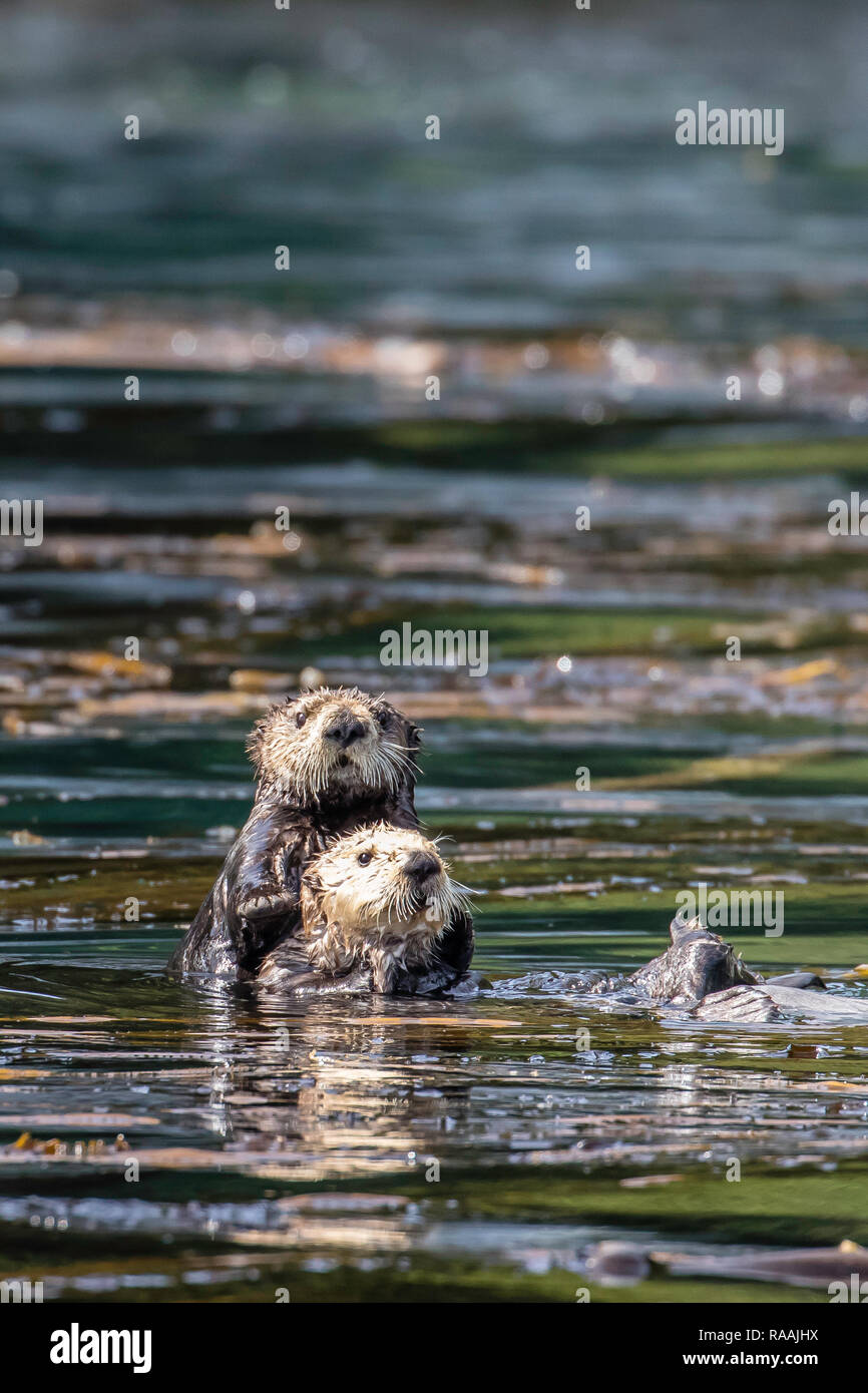 Mother and pup sea otter, Enhydra lutris kenyoni, in the Inian Islands, Southeast Alaska, USA. Stock Photo