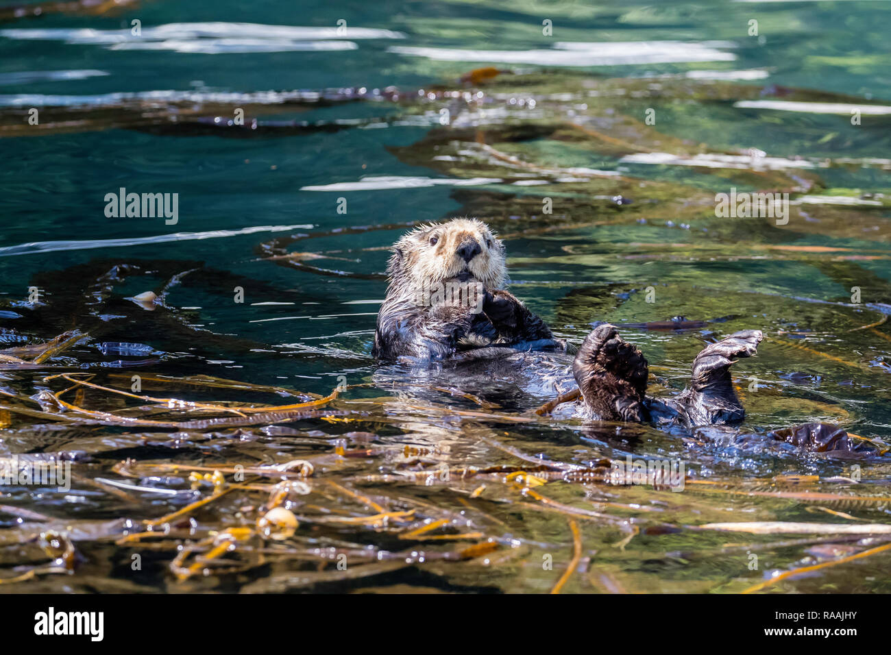 Adult sea otter, Enhydra lutris kenyoni, cleaning its fur in the Inian Islands, Southeast Alaska, USA. Stock Photo