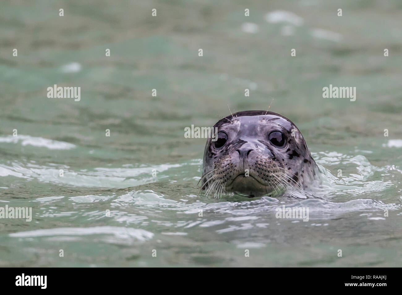 Harbor seal, Phoca vitulina, adult in front of Dawes Glacier, Endicott Arm, southeast Alaska, USA. Stock Photo