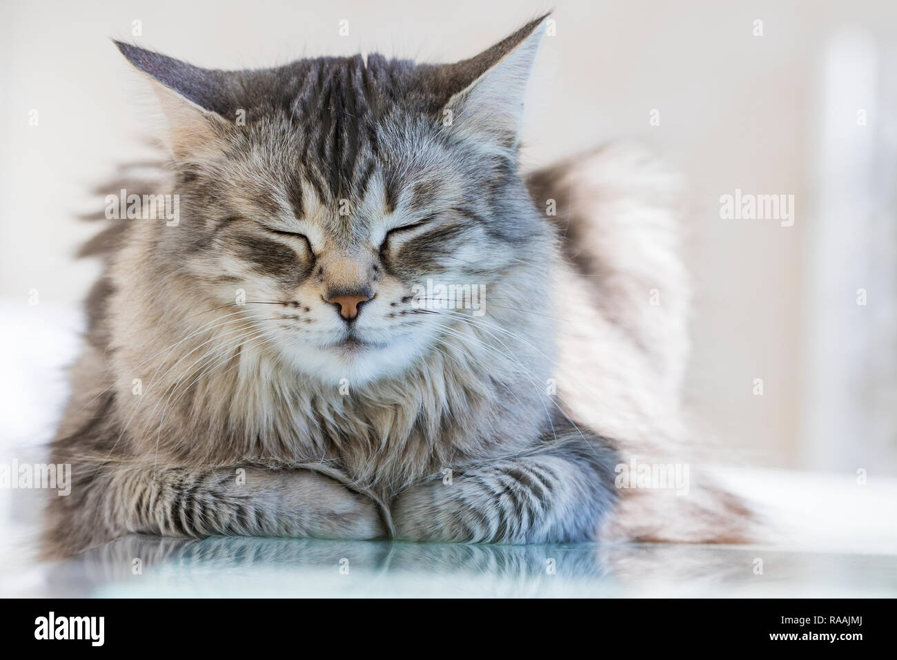 Grey Siberian Cat Of Livestock Long Haired Hypoallergenic Kitten