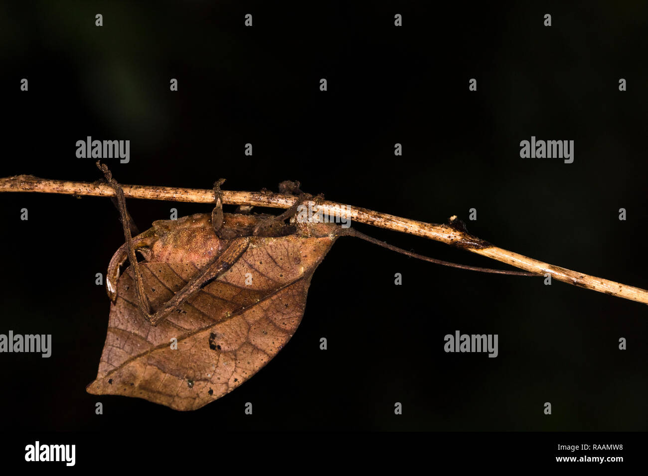 Katydid leaf-mimic insect in Costa Rica Stock Photo