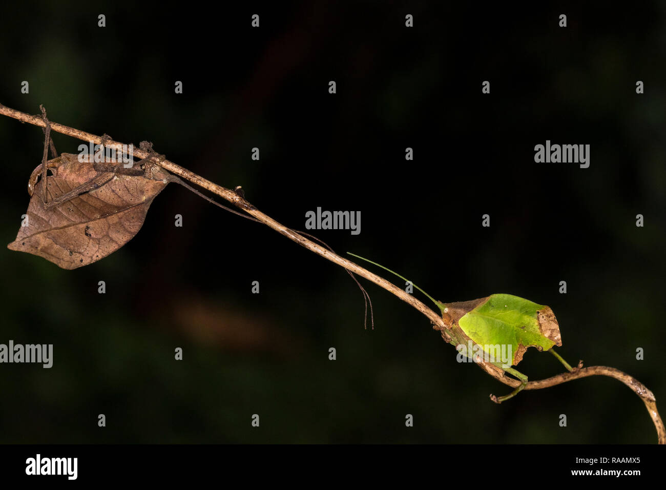 Katydid leaf-mimic insect in Costa Rica Stock Photo