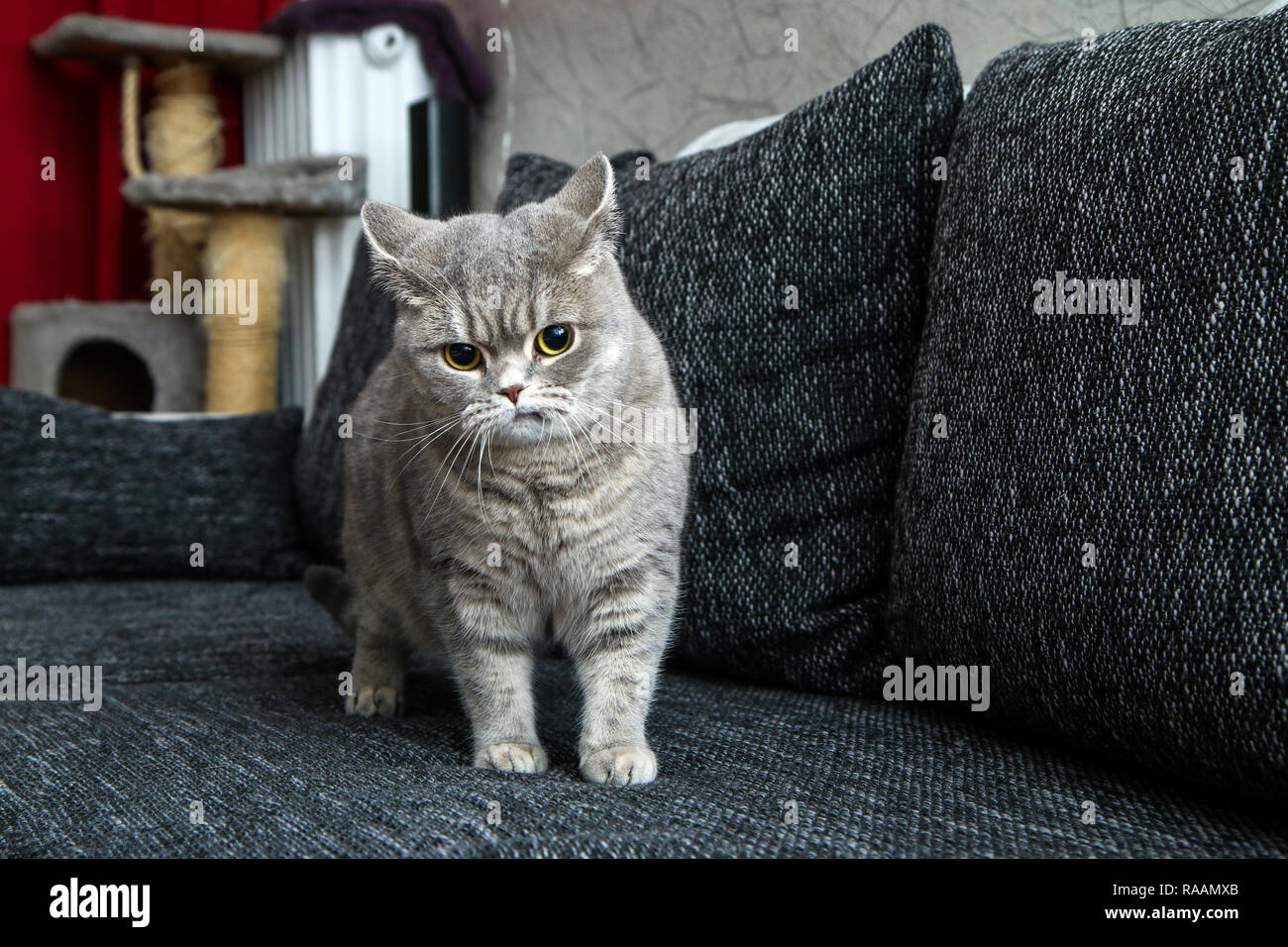 The cute british cat on the sofa, looking a bit sceptical and nervous, as it has crooked mouth. Stock Photo