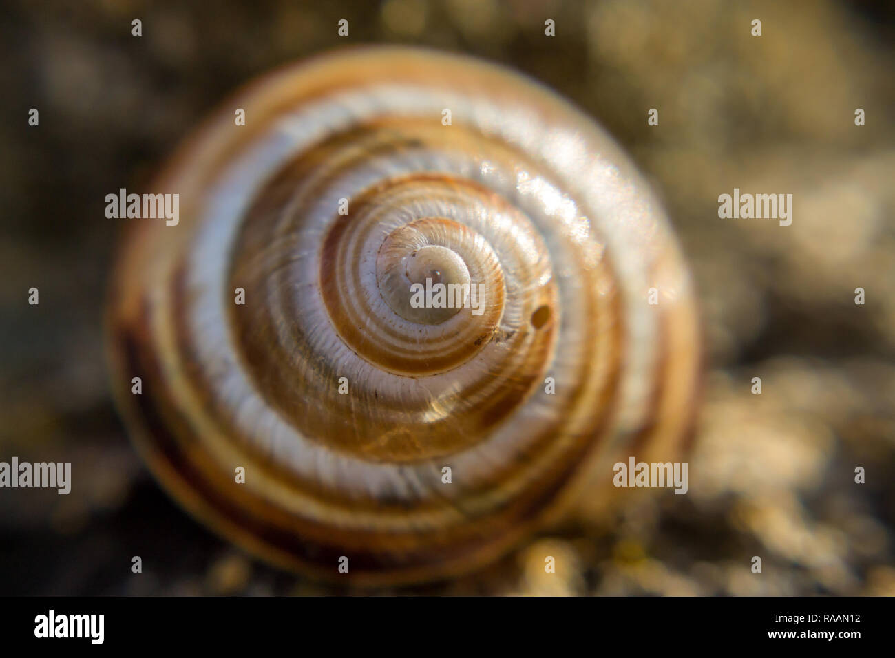 Close up of a snail shell Stock Photo