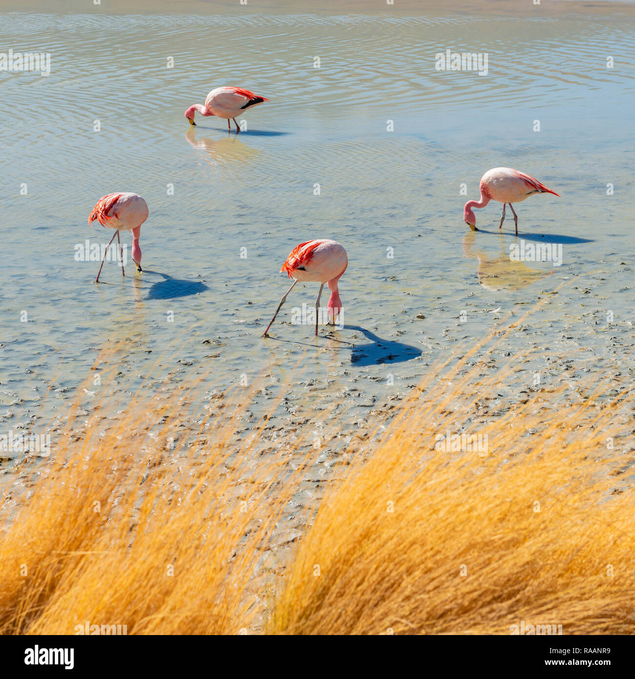 Four James Flamingo (Phoenicoparrus jamesi) feeding on microscopic algae in Hedionda Lagoon in the altiplano of Bolivia near the Salar de Uyuni. Stock Photo