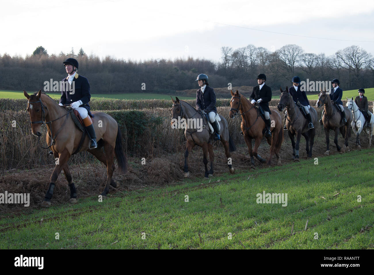 Chiddingfold Leconfield and Cowdray Hunt, New Years Day Midhurst West Sussex 2019 2010s HOMER SYKES Stock Photo