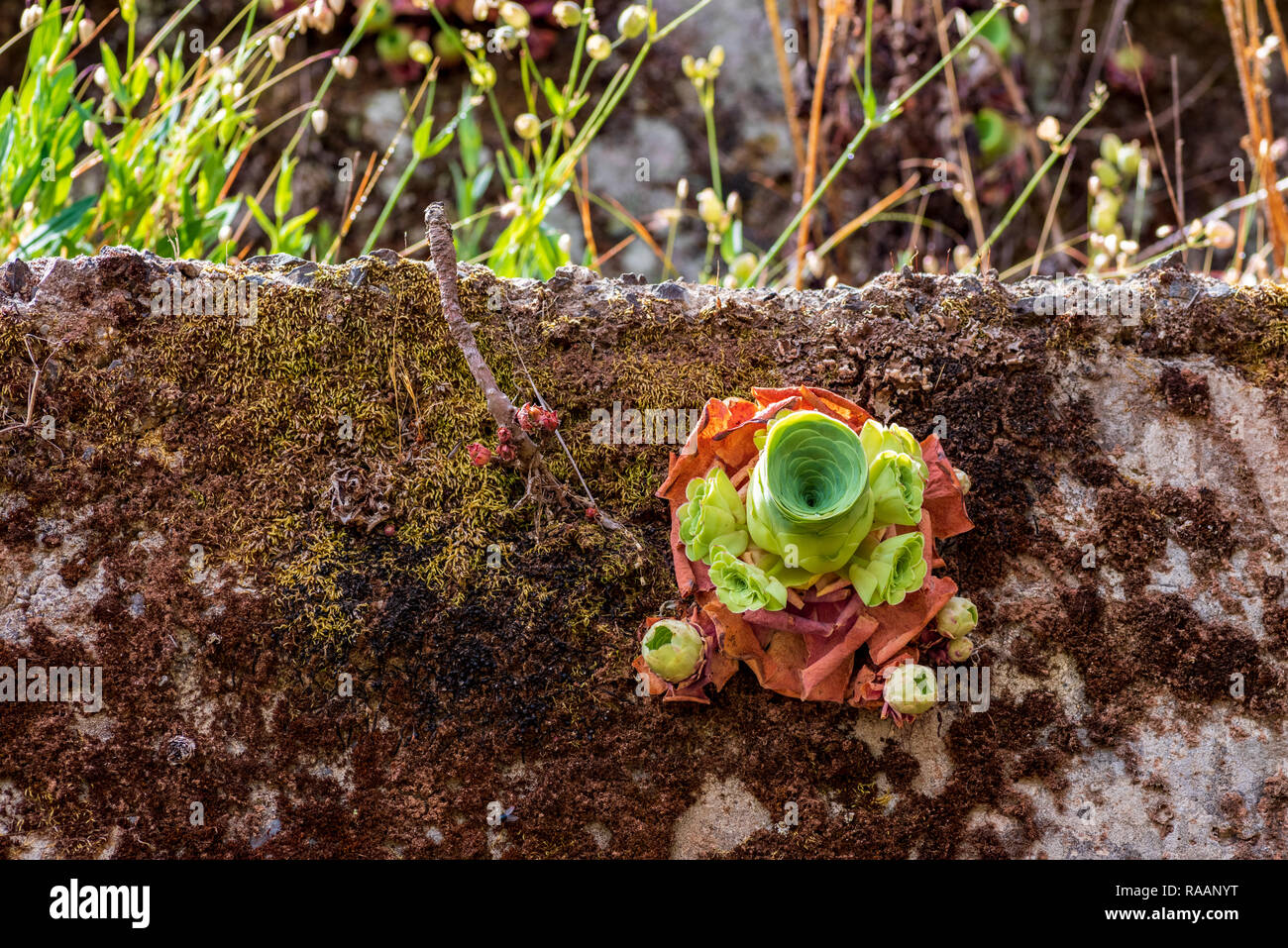 Single succulent plant, Aeonium canariense, on a moss covered concrete wall Stock Photo