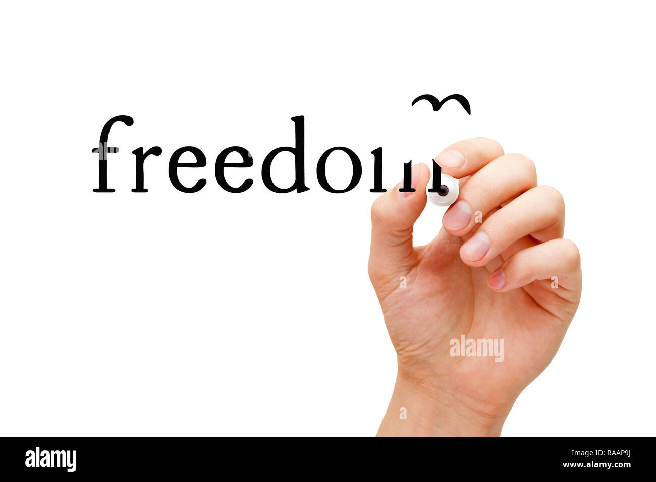 Hand drawing Freedom flying bird concept with black marker on transparent wipe board isolated on white. Stock Photo