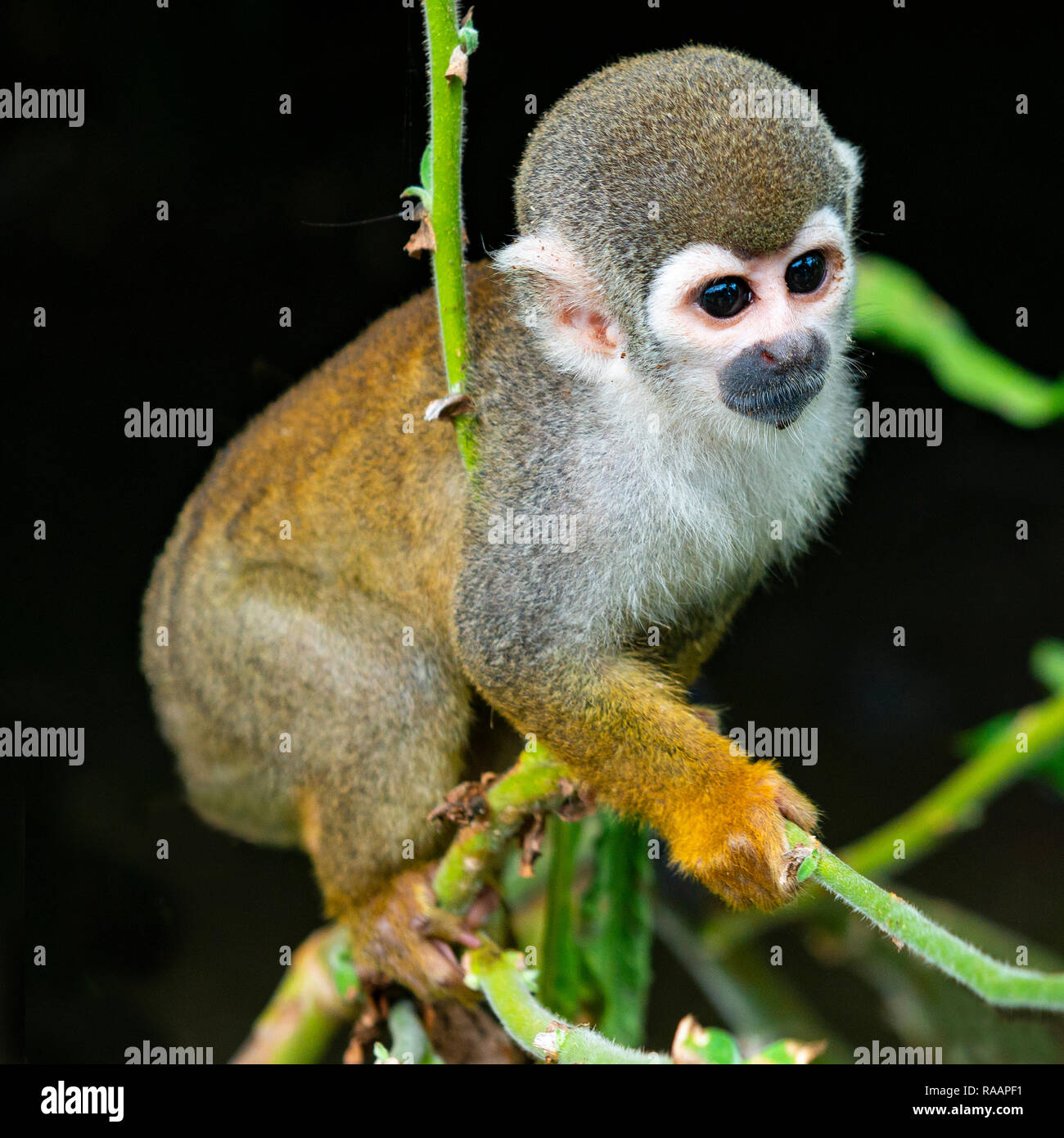 A single squirrel monkey (Saimiri) on a branch inside the Amazon Rainforest, Cuyabeno Wildlife Reserve, Ecuador. Stock Photo