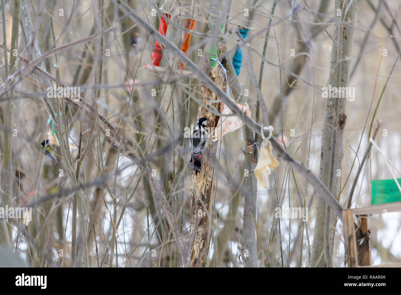 Woodpecker pecking a piece of bacon on the tree stump in woods in winter Stock Photo