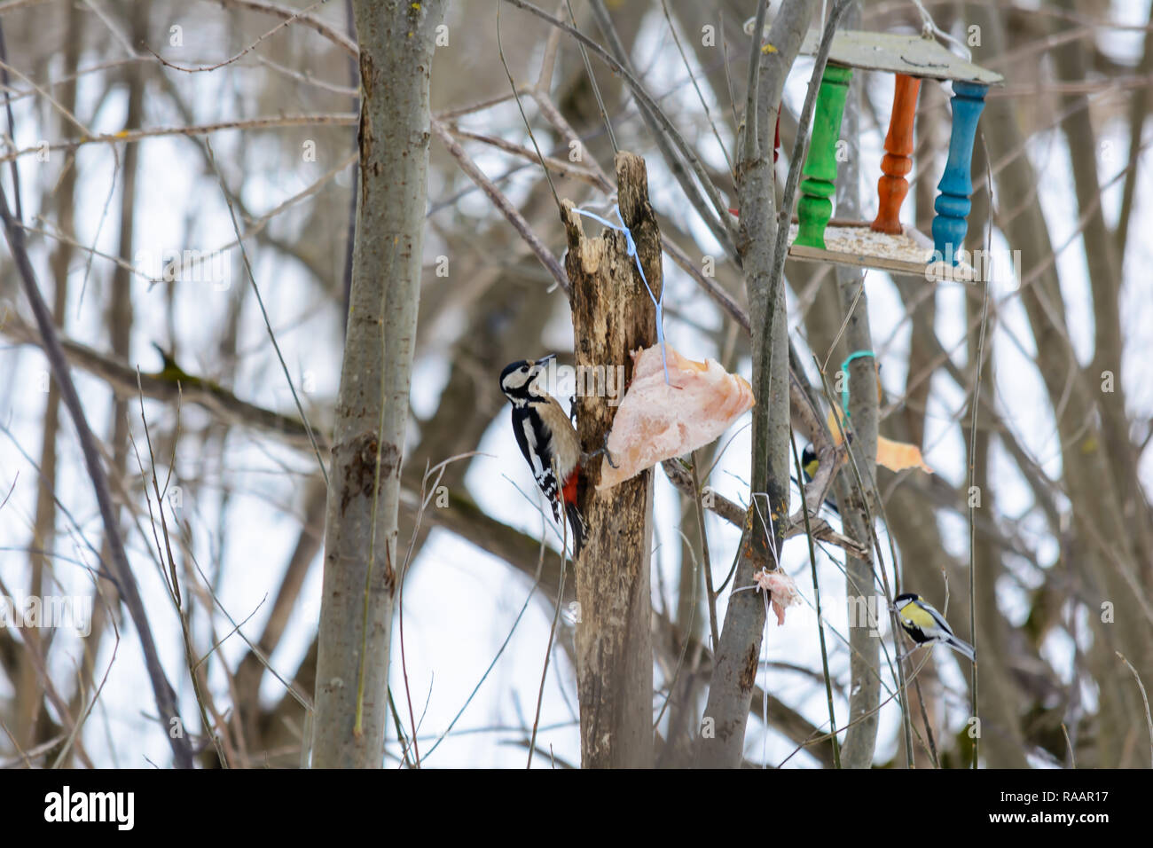 Woodpecker pecking a piece of bacon on the tree stump in woods in winter Stock Photo