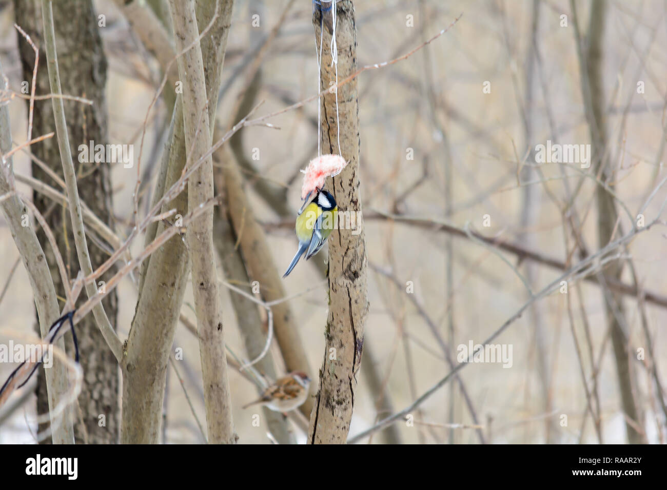 Bacon fat bird hires stock photography and images Alamy
