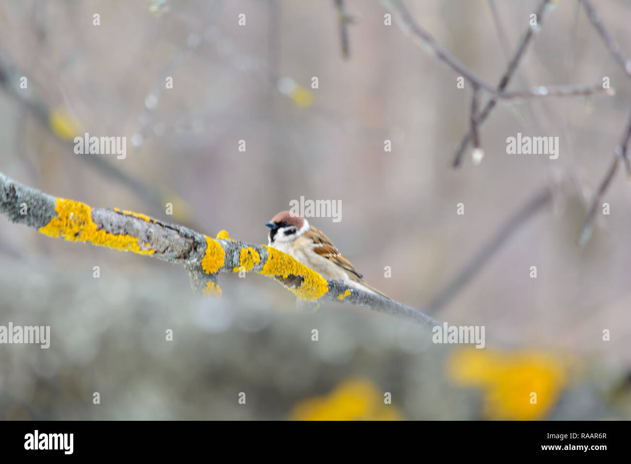Sparrow sitting on the branch of a bush in winter Stock Photo