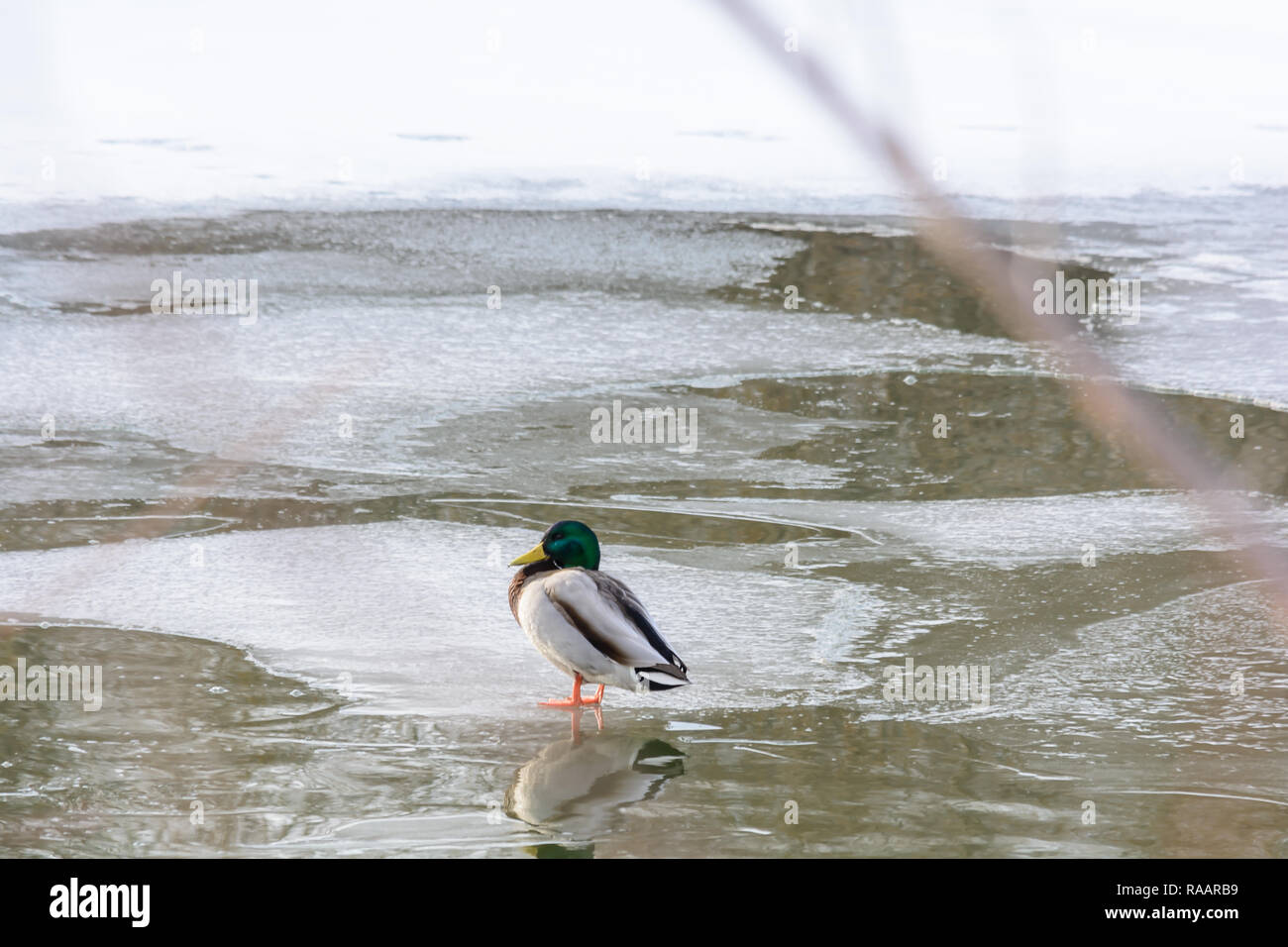 Wild duck standing on the ice near the river in the winter Stock Photo