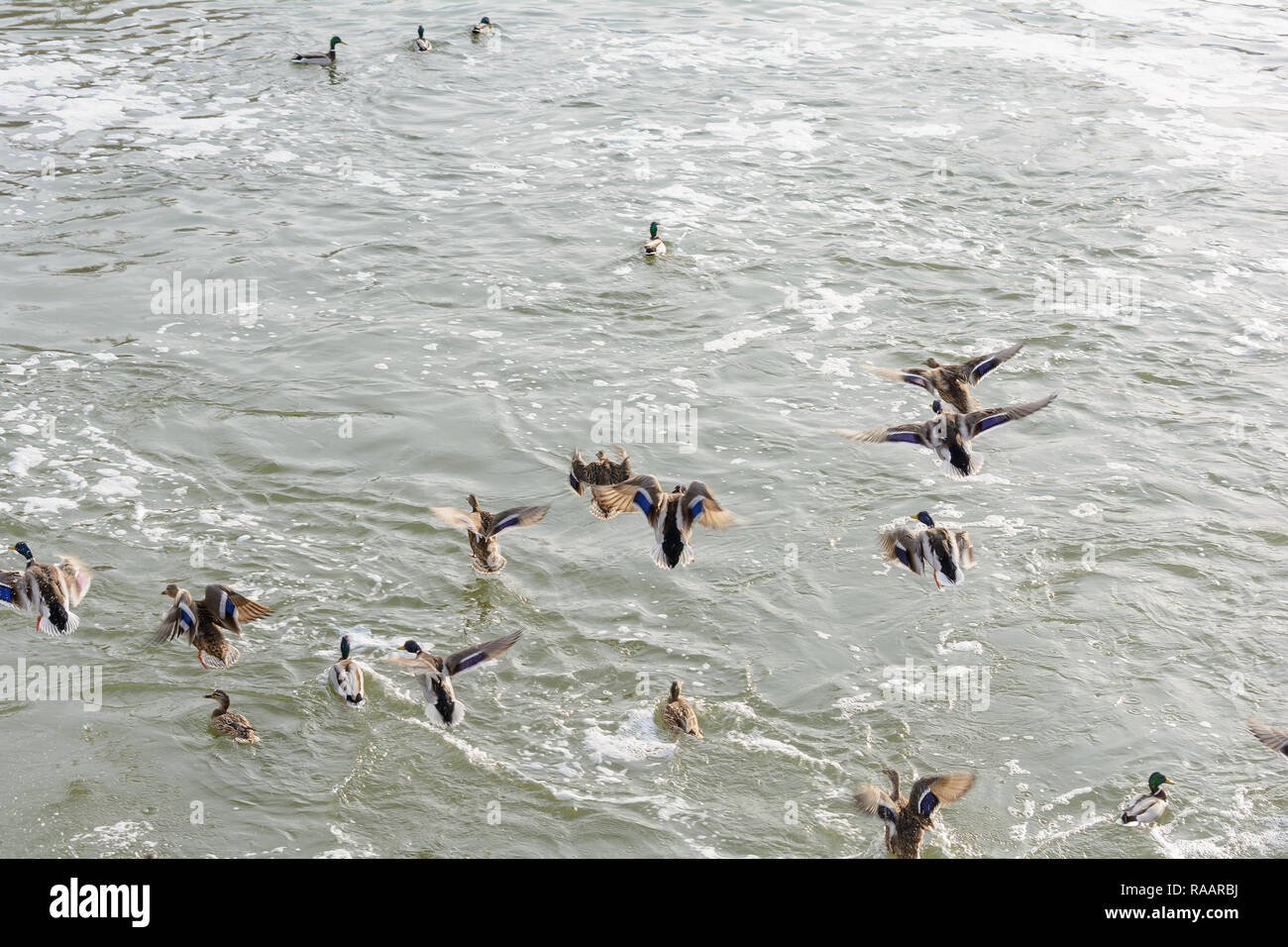 A flock of wild ducks flies over the river in the winter Stock Photo
