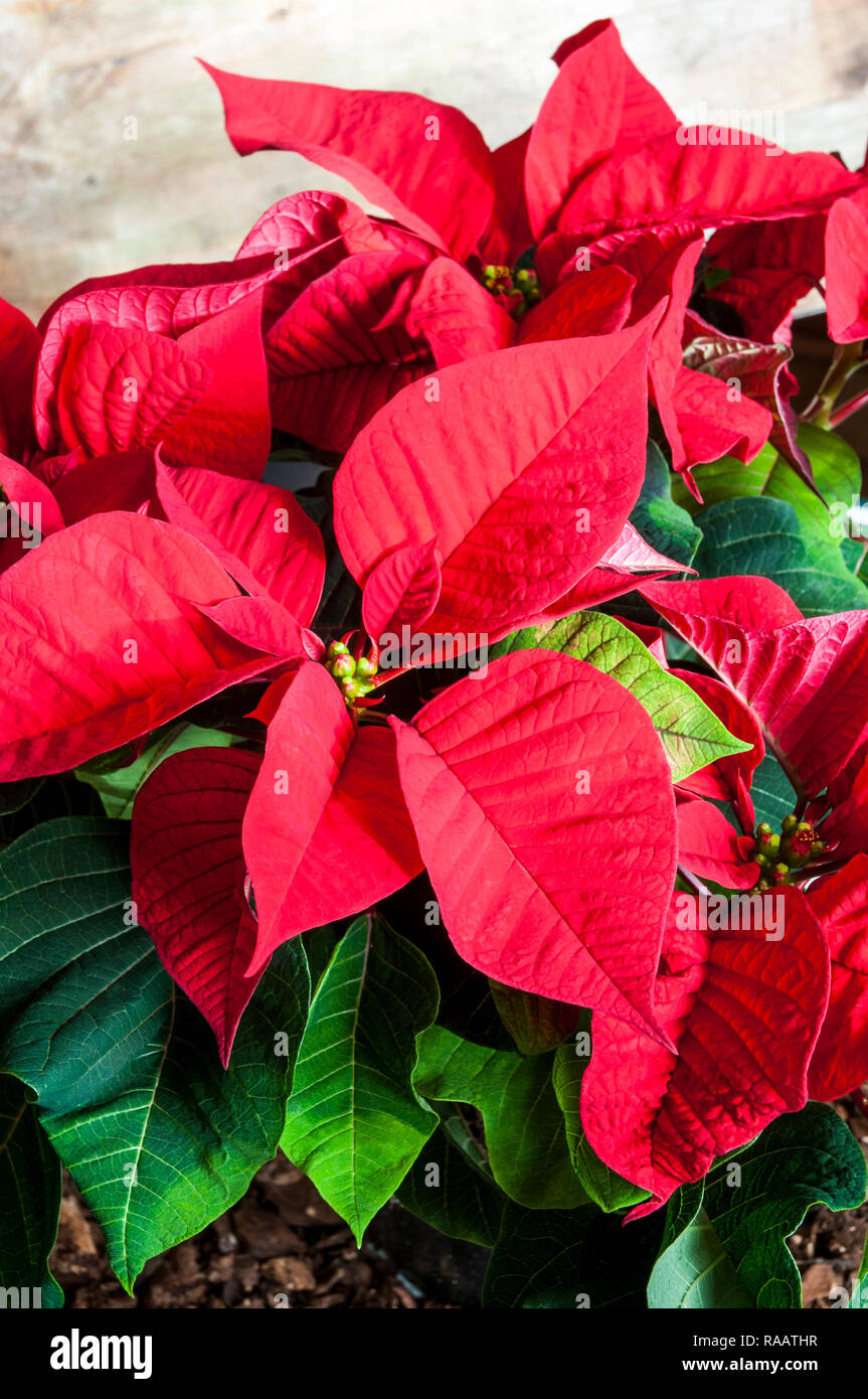 Poinsettia pulcherima showing bright red leaves  Plants are usually sold at christmas time other colours are white cream and variegated leaves Stock Photo