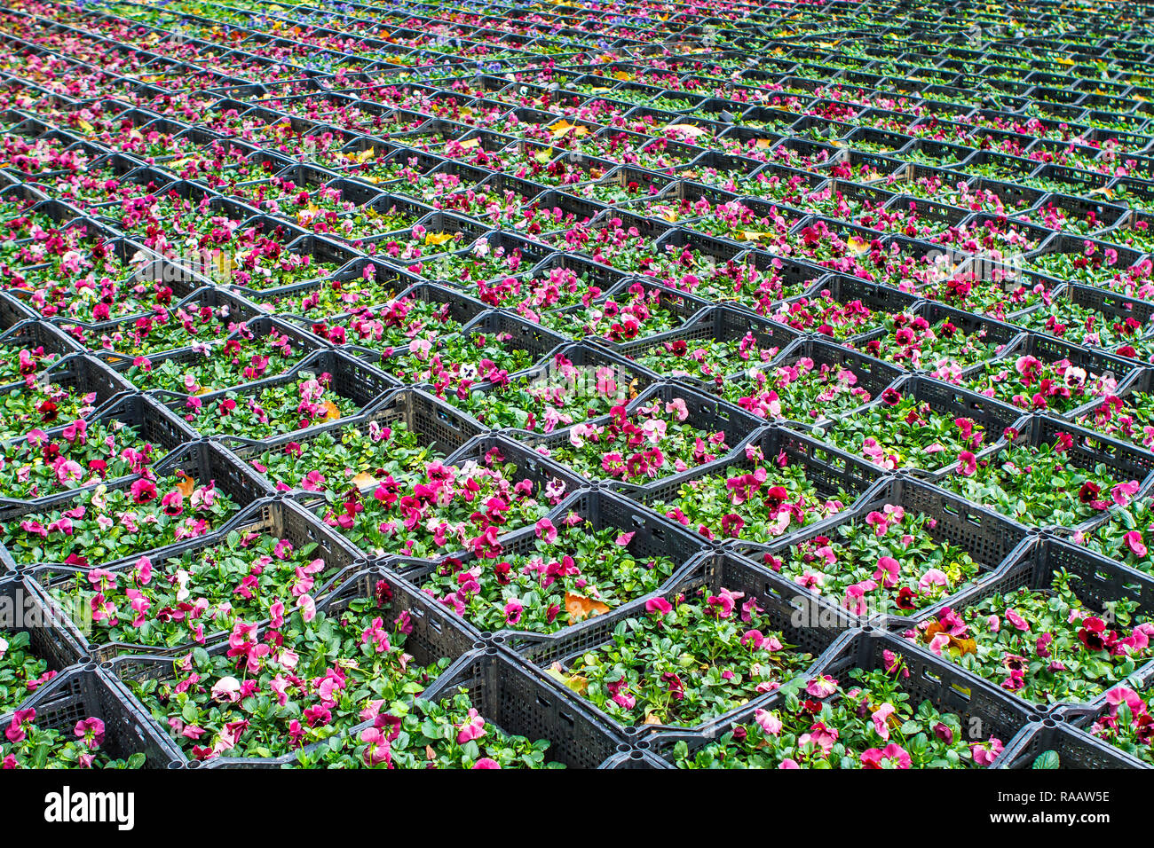 violet flower crates, warehouse space. platform for the trade with flowers and ornamental plants. Stock Photo