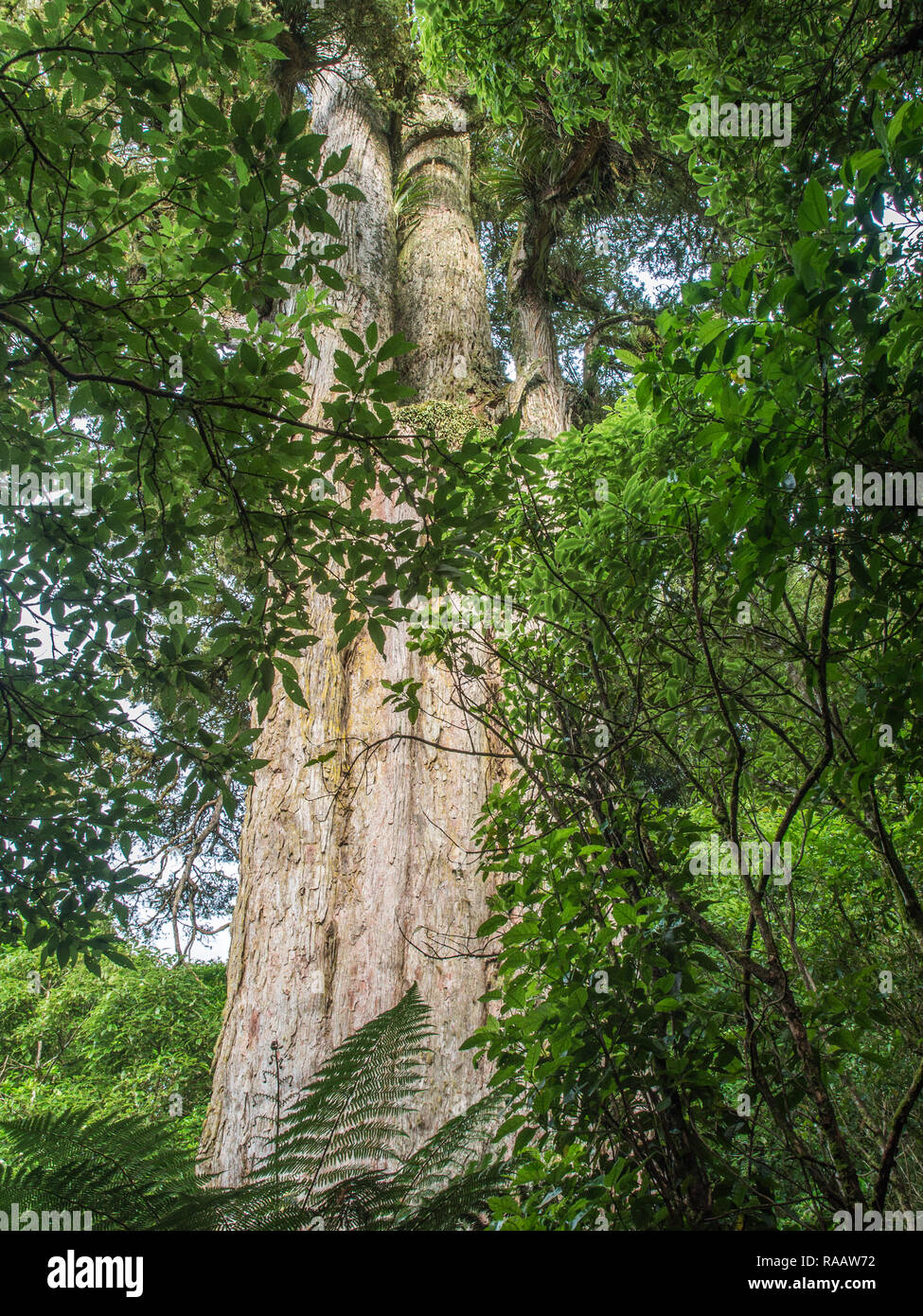 Poukani, the largest remaining totara tree, 1000 years old, 3.9m