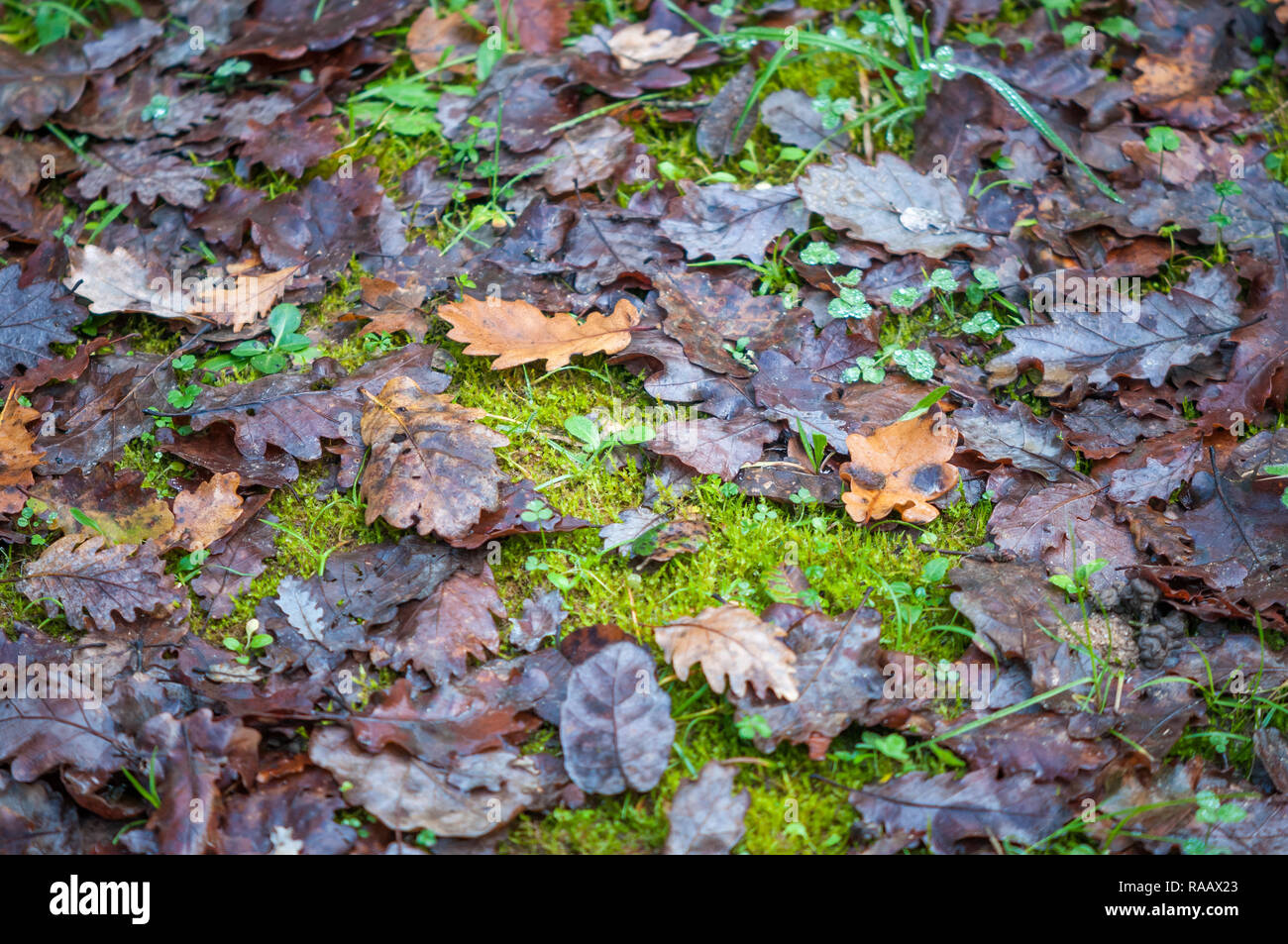 Ground with moss hi-res stock photography and images - Alamy