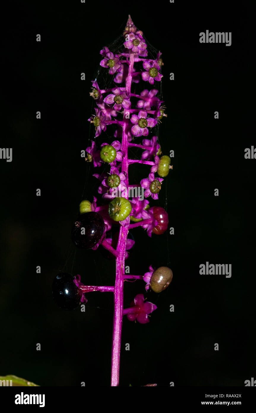 American pokeweed, Phytolacca decandra, black background Stock Photo