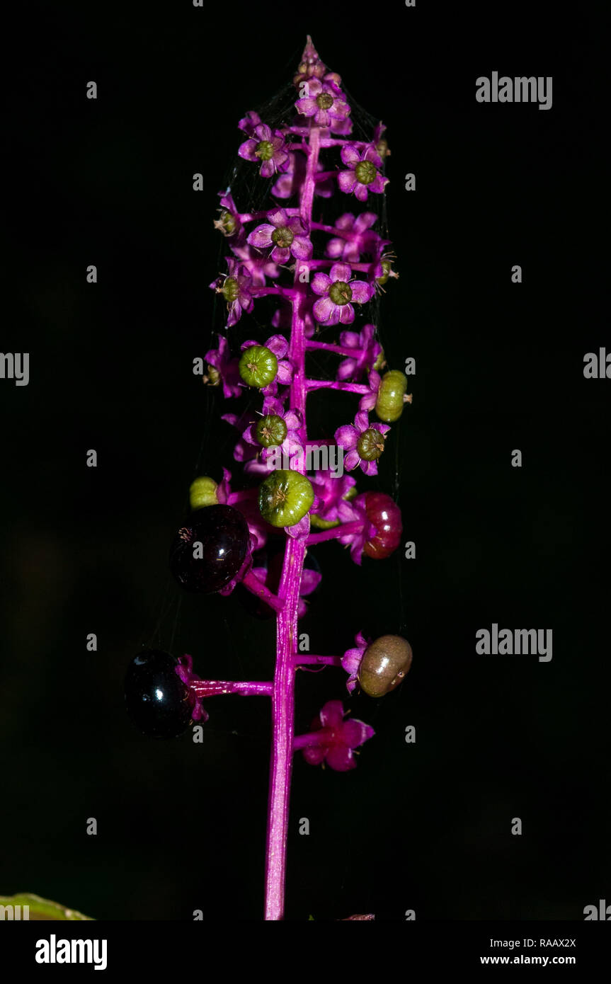 Phytolacca Stock Photos Phytolacca Stock Images Page 3