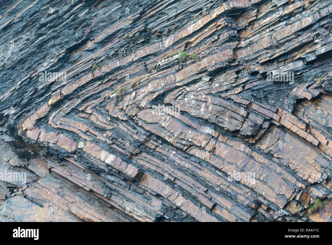 Spectacularly folded sequence of alternating grey shales and sandstones detail [4 of 5], North Cornwall UK Stock Photo